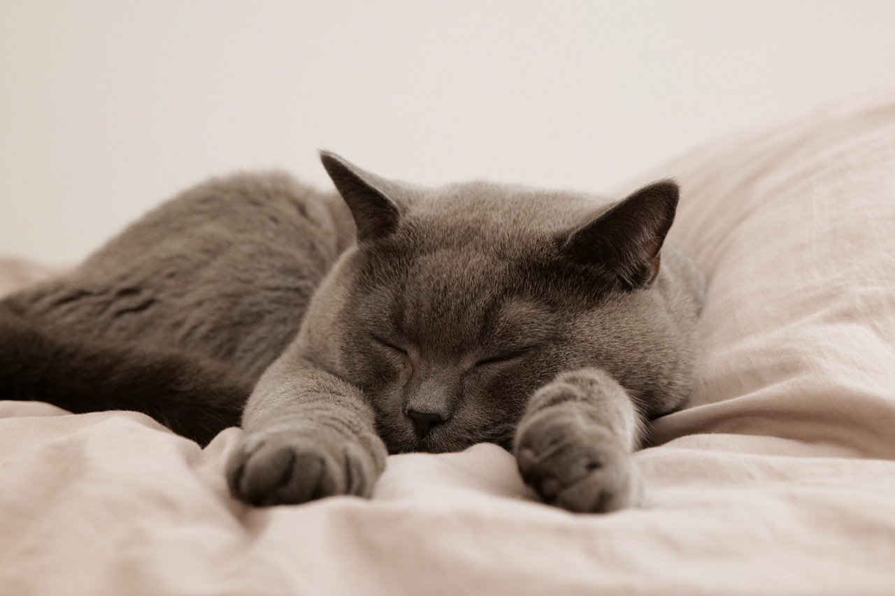 Cat lounging comfortably on a soft cat bed from HT Animal Supply