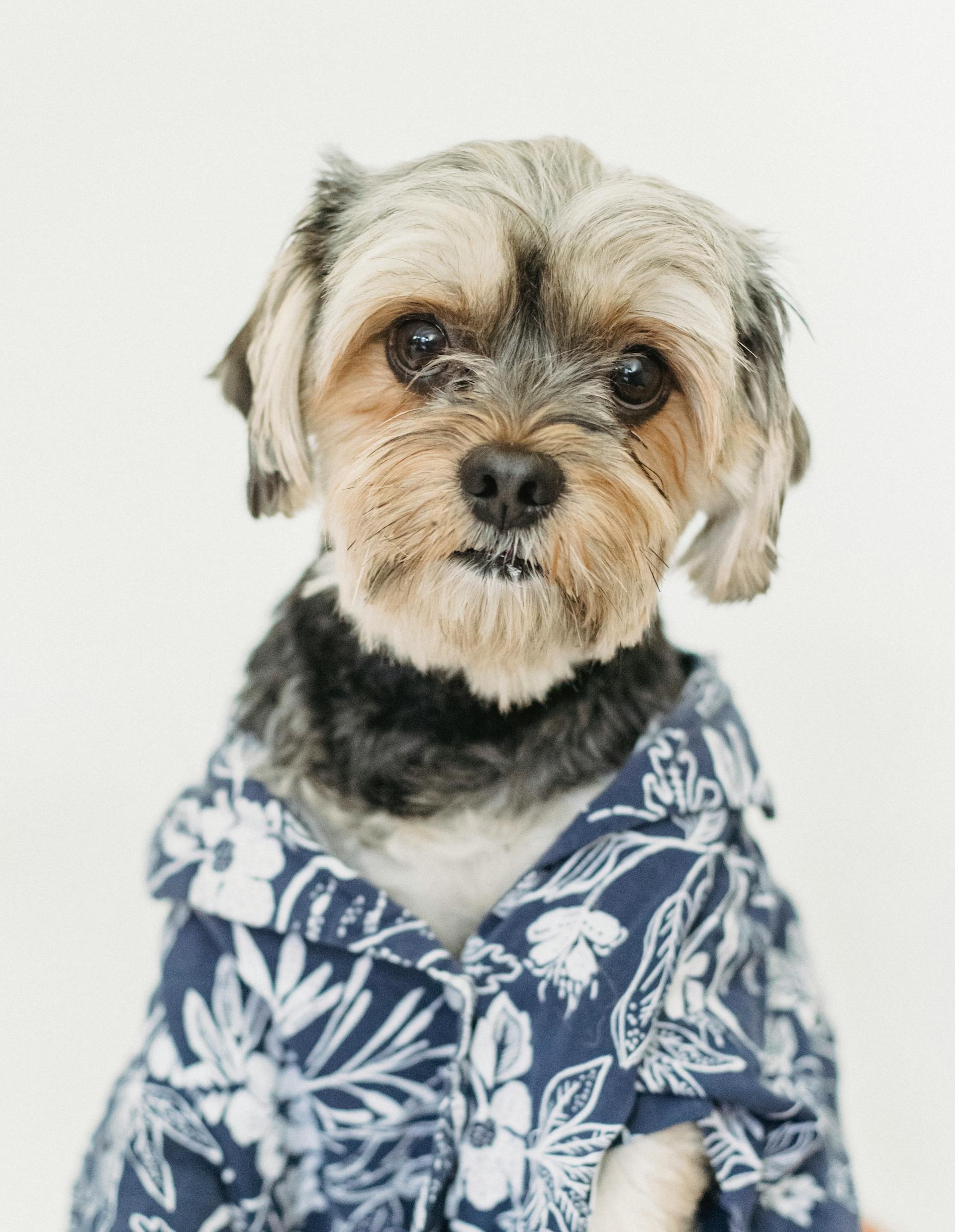 Stylish dog wearing clothing and accessories from HT Animal Supply