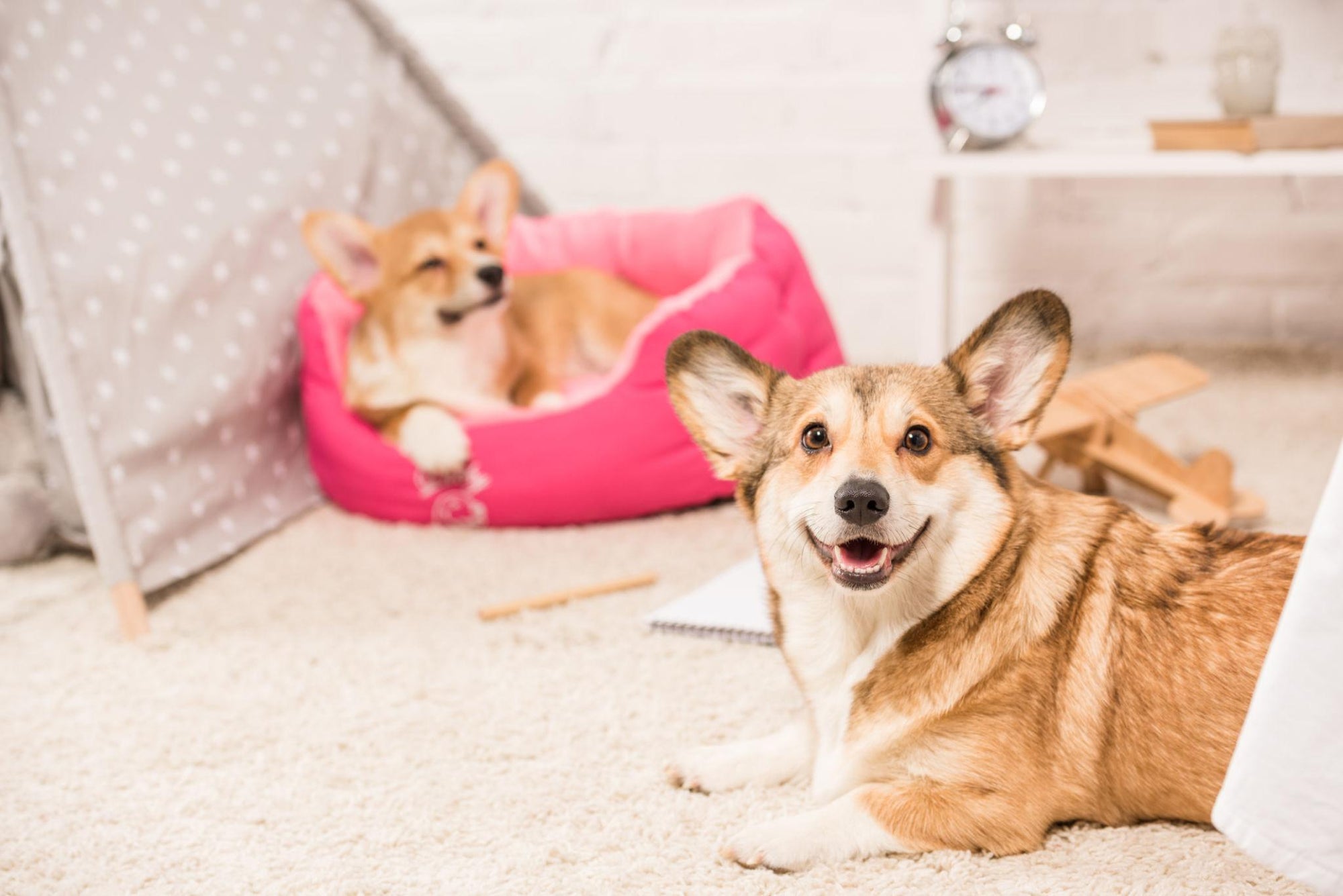 Pembroke Welsh Corgi resting on plush dog bed in cozy living room