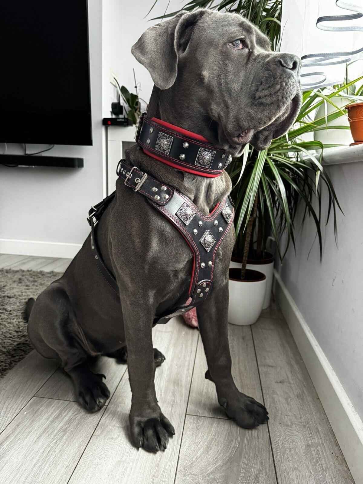 Bestia Eros Black & Red Leather Large Breed Dog Harness, Collar & Leash Set