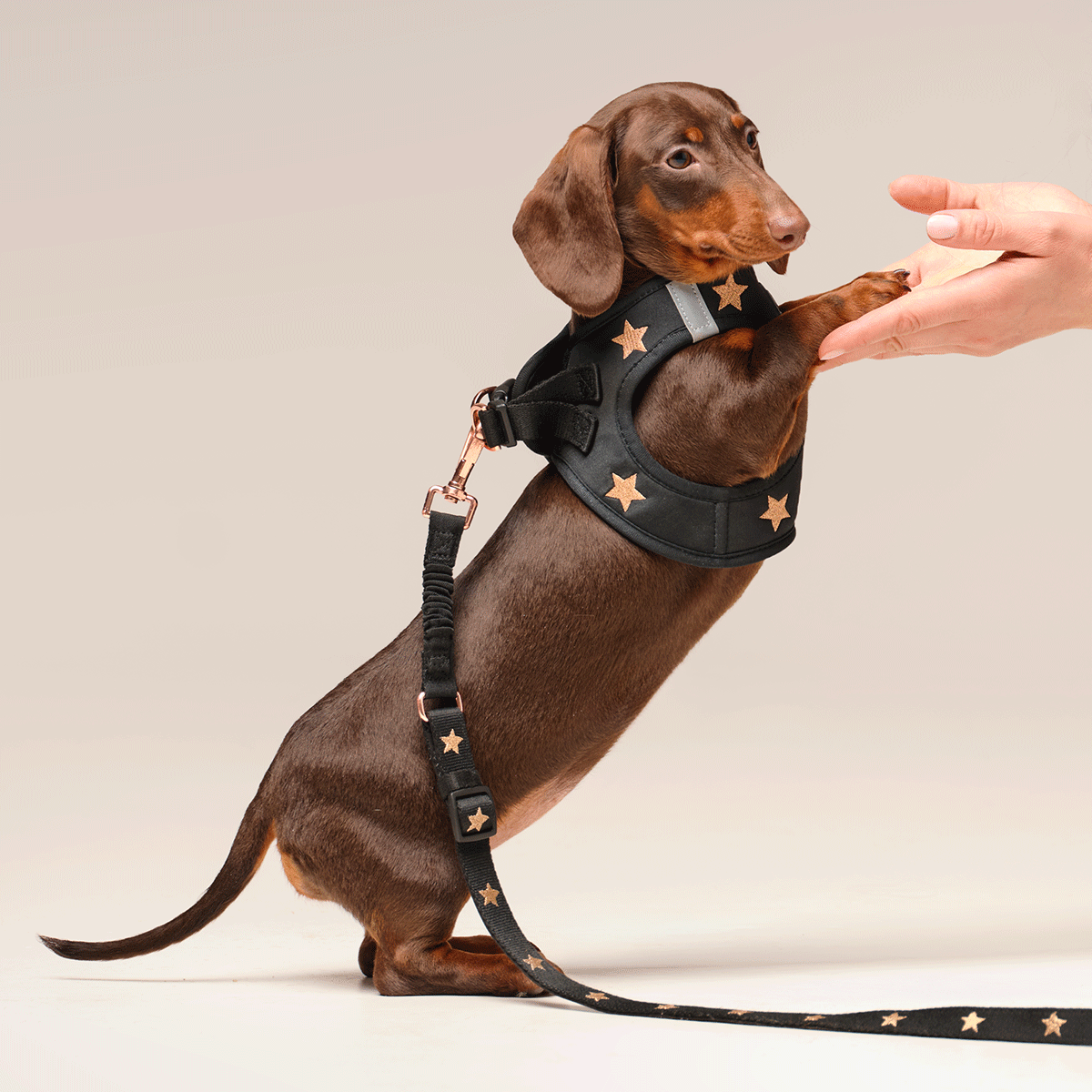 DOGISTRY SoHo Dog Harness - Rockstar