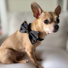 Dapper Satin Stud & Rhinestone Bowtie