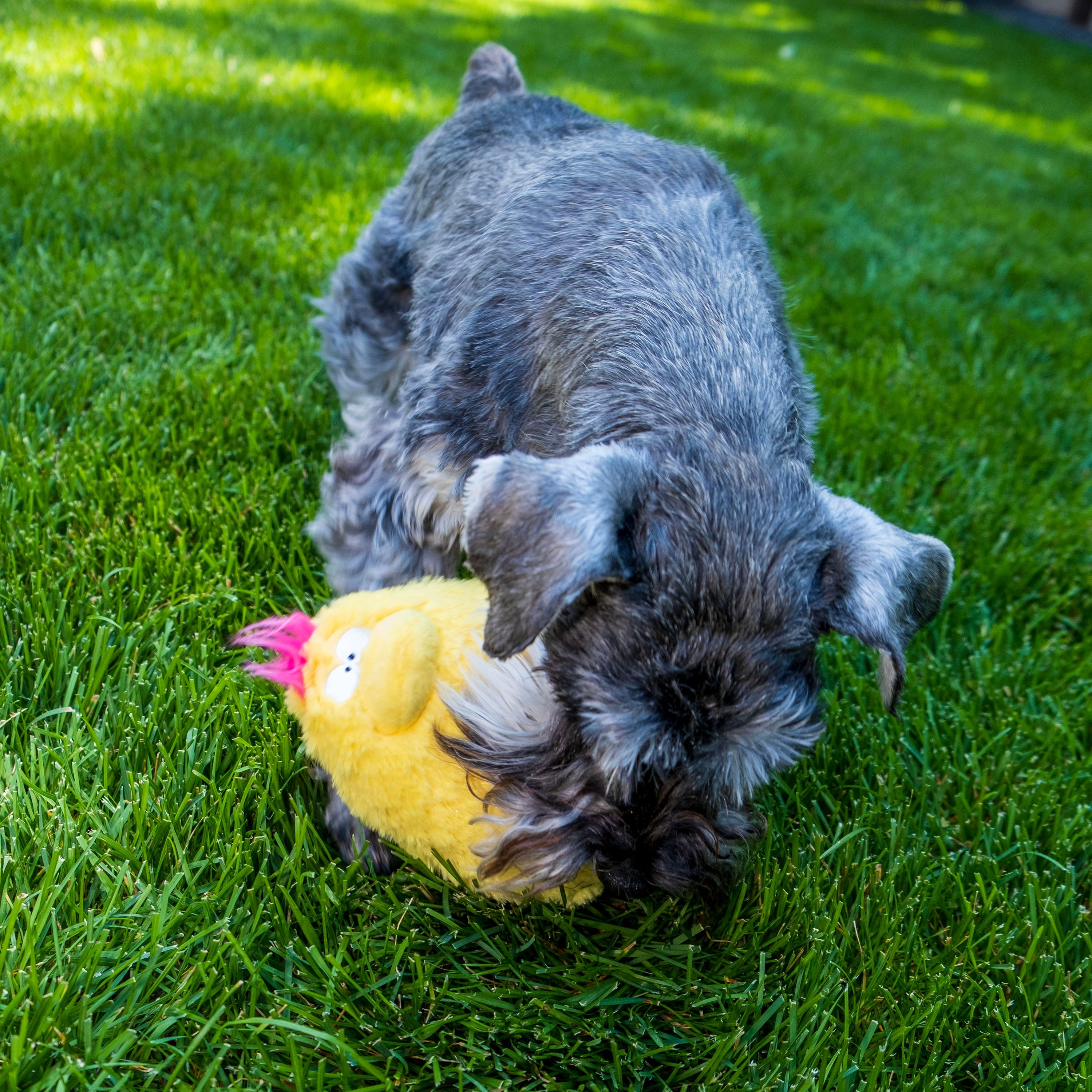 Fun Dog Toy by DogGoods