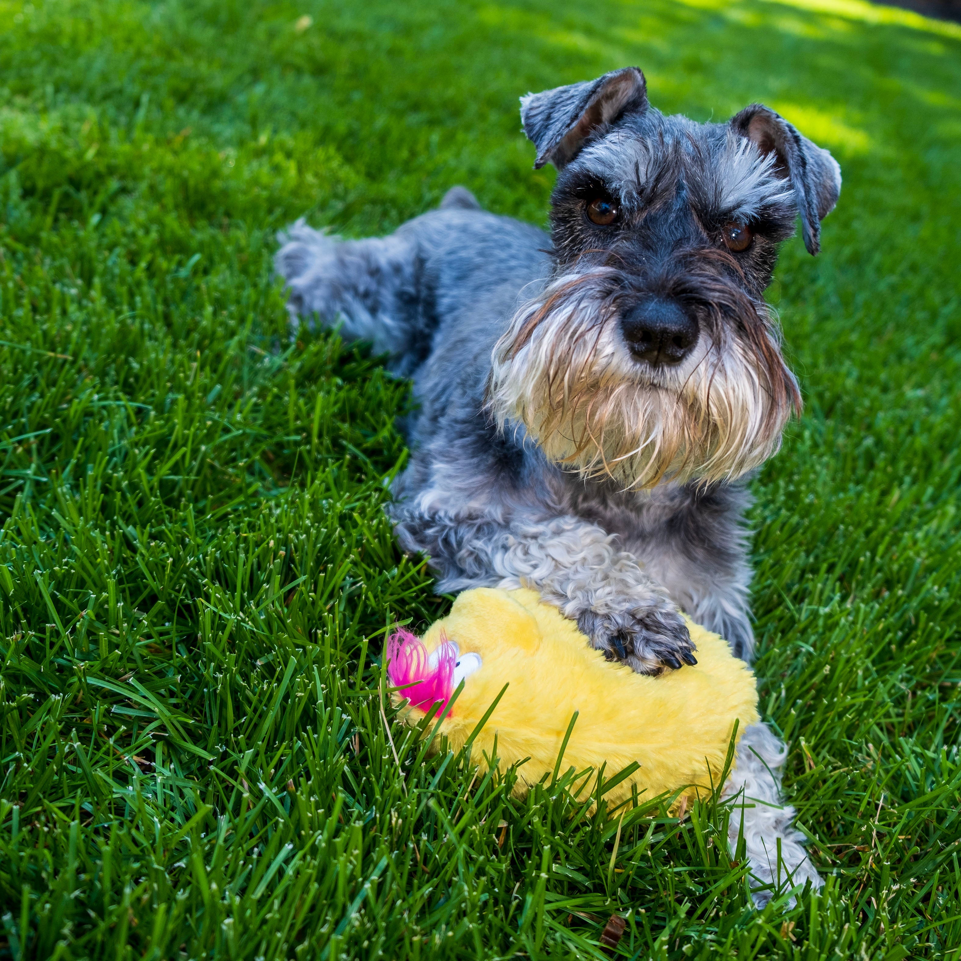 Gumdropimalz: Fun Dog Toy Grunters by DogGoods ™
