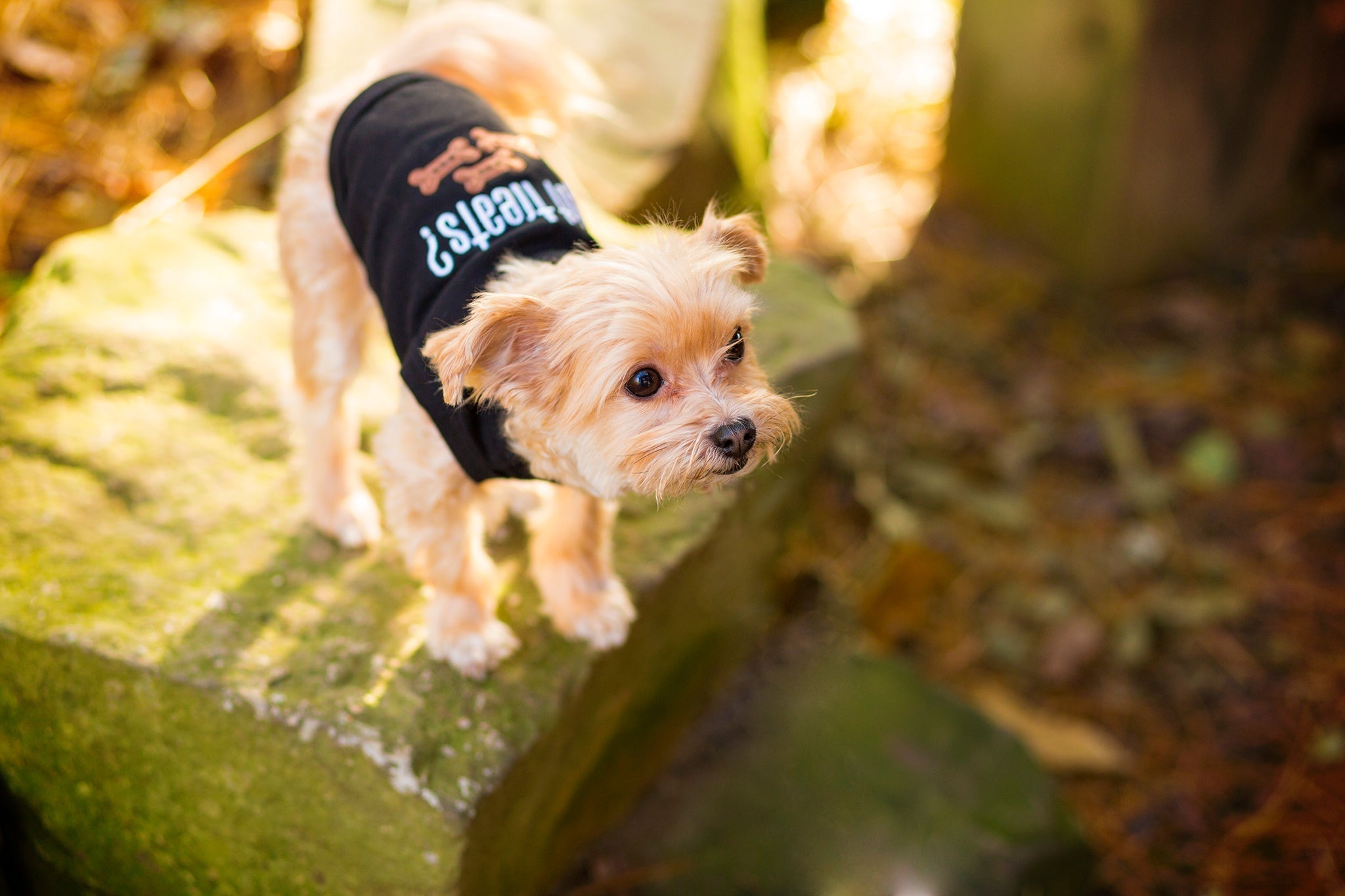 Parisian Pet Got Treats? Novelty Dog Apparel  Fun Embroidered Pet Wear for Dogs & Cats, Black