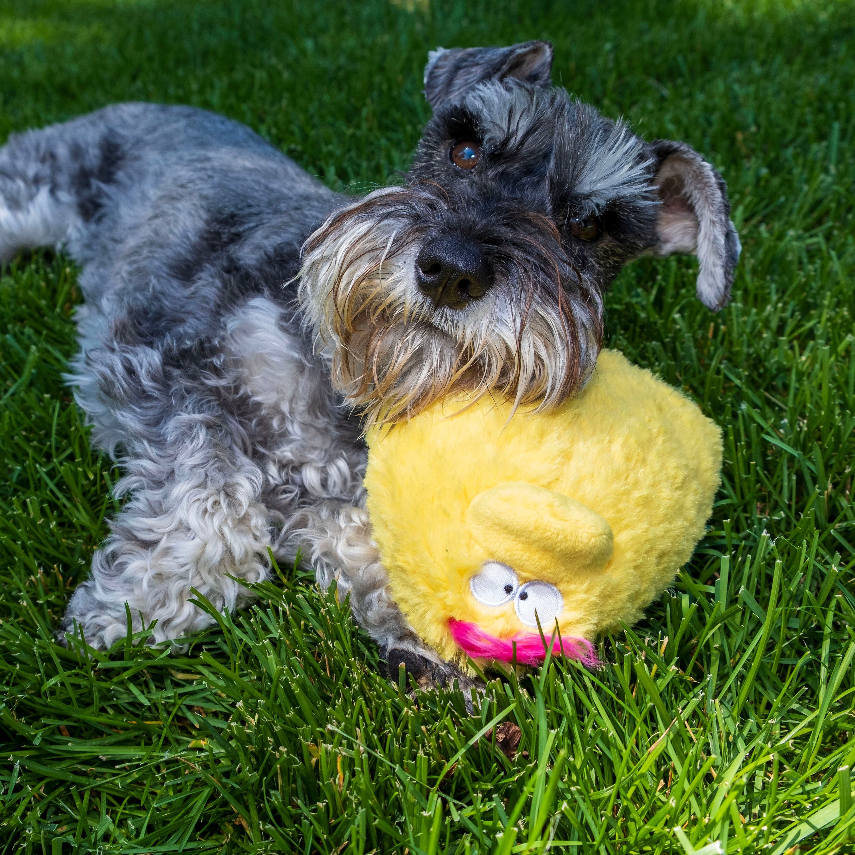 Gumdropimalz: Fun Dog Toy Grunters by DogGoods