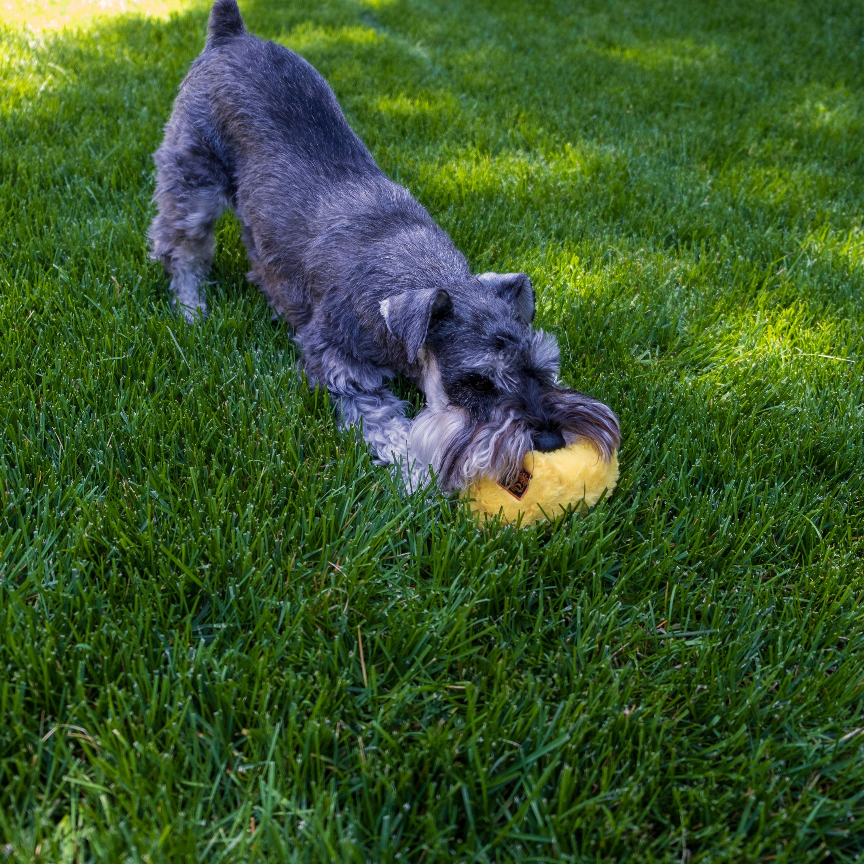 Fun Dog Toy by DogGoods