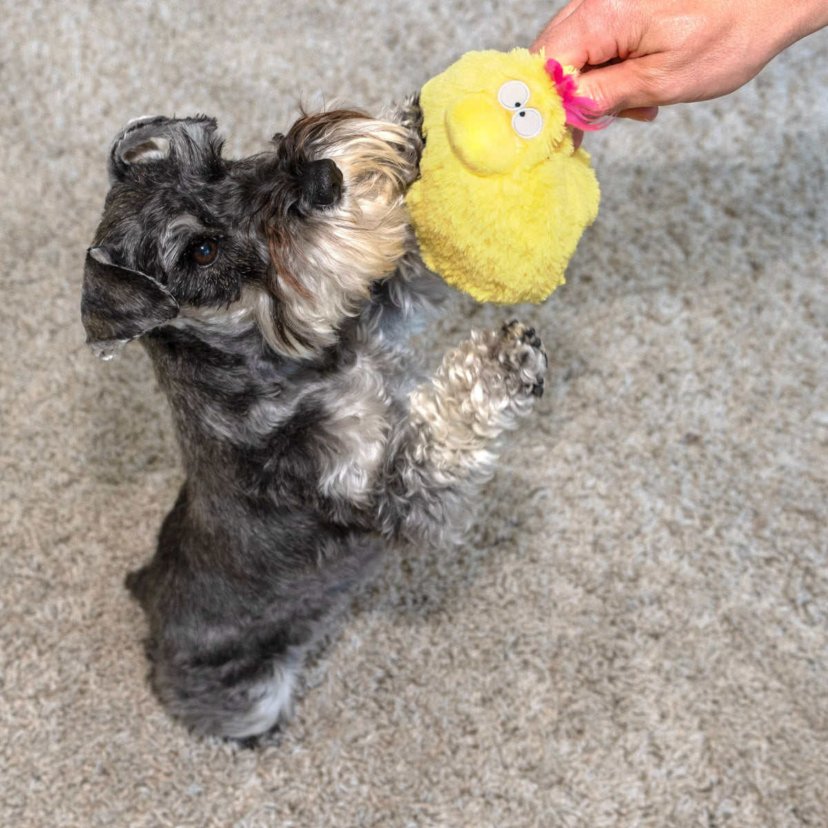 Fun Dog Toy by DogGoods