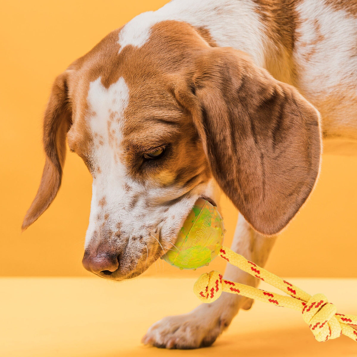 FDT Rubber Dog Ball on Rope, Small - Diameter 2-Inch (5 cm)