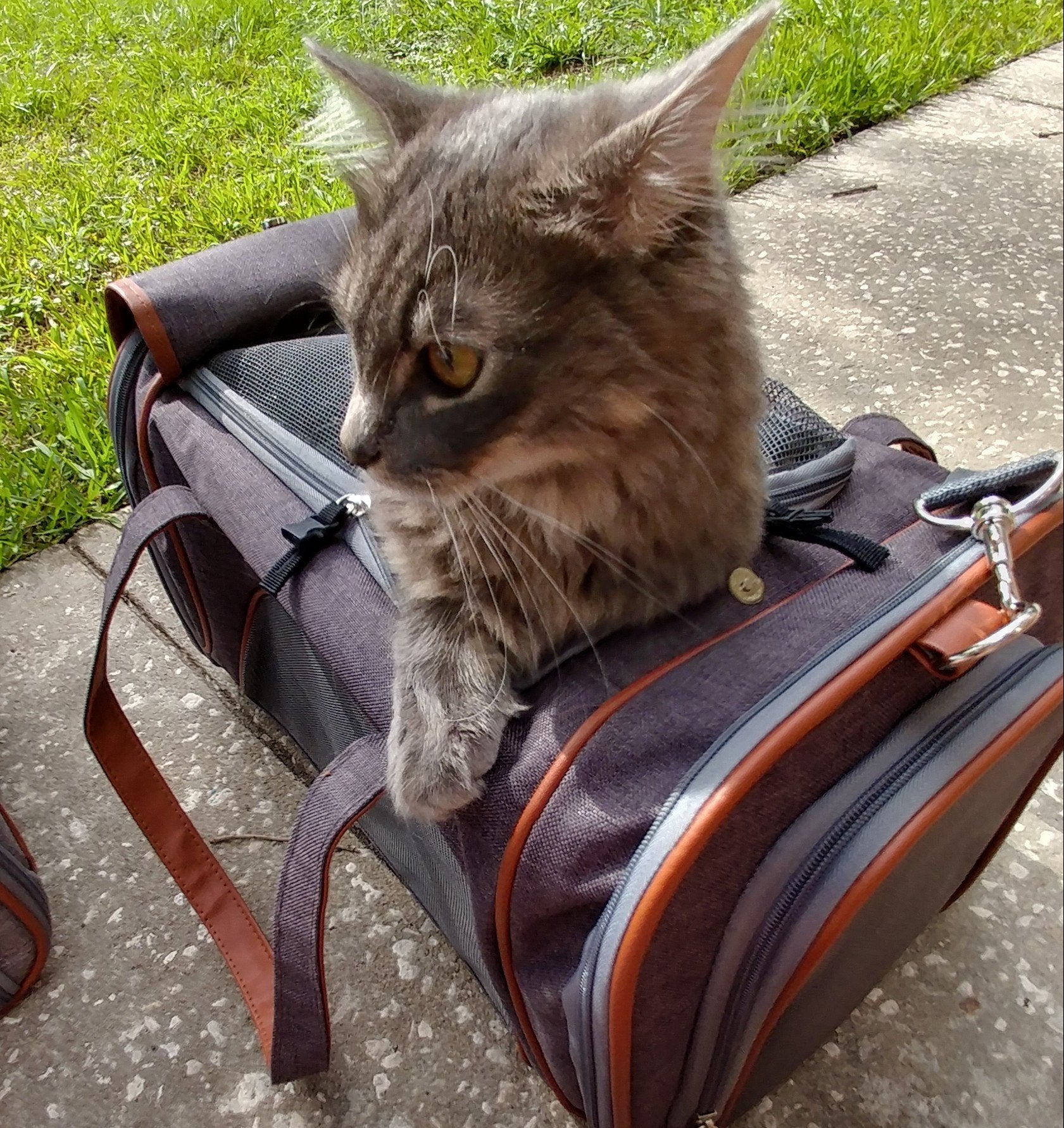 Mr. Peanuts Gold Series Standard Size Airline Compliant Pet Carrier