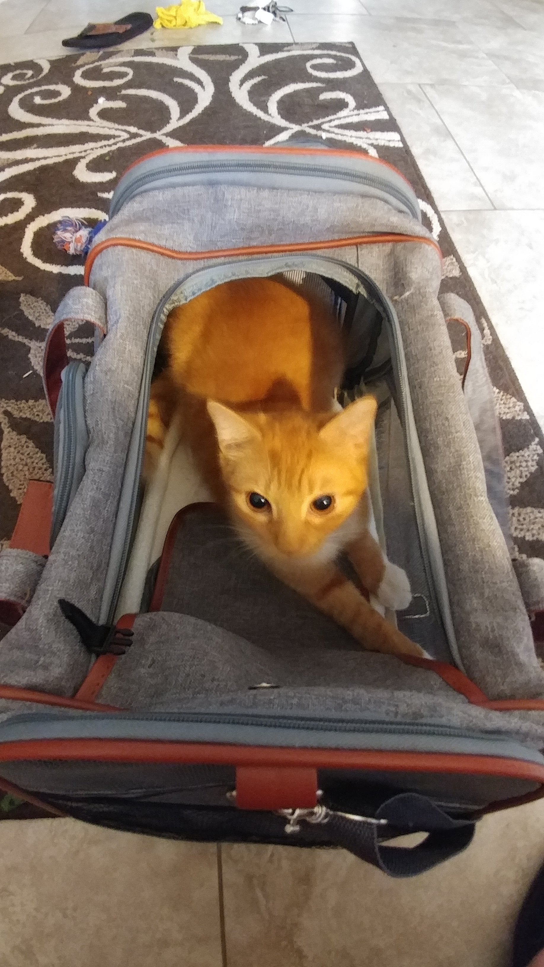Mr. Peanuts Gold Series Standard Size Airline Compliant Pet Carrier