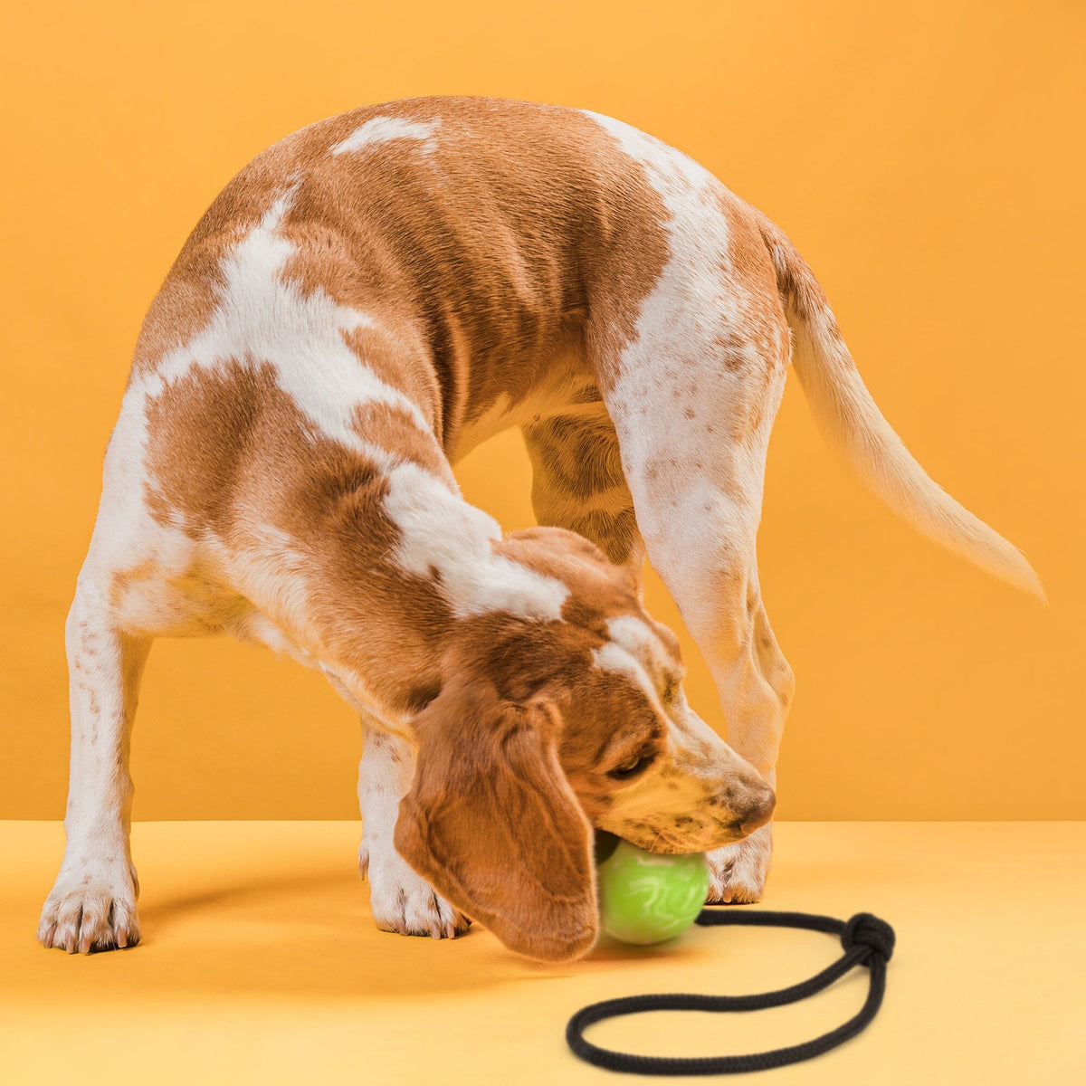 Dogline Rubber Euro Ball with Rope