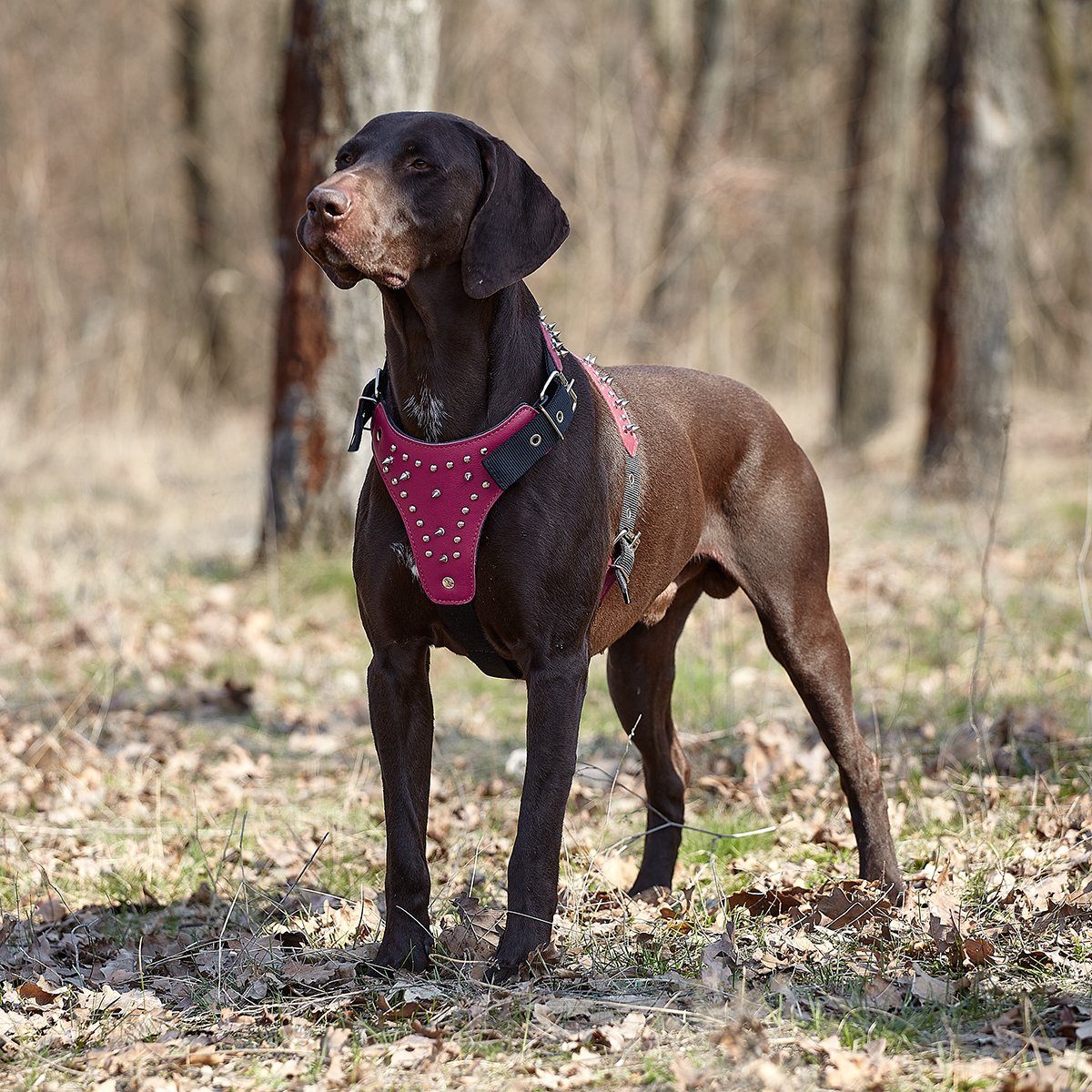 Dogline Leather with Nylon Spiked Dog Harness