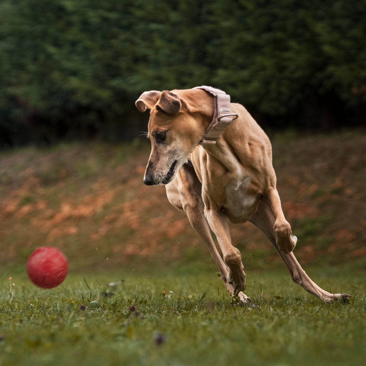 Dogline Rubber Euro Ball