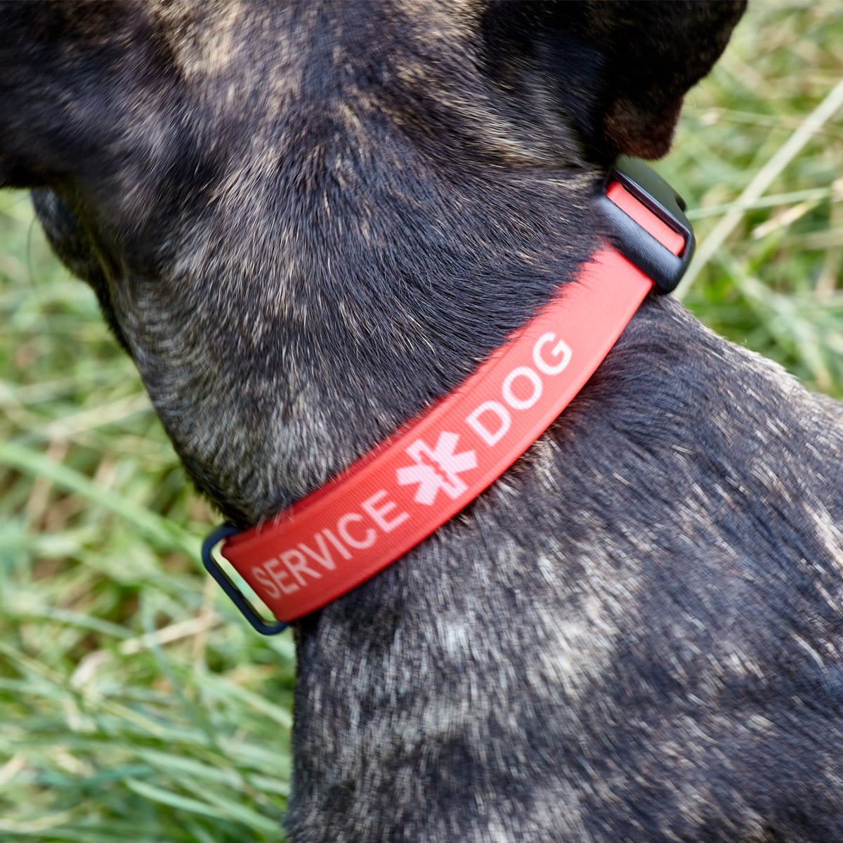 Dogline BioThane Service Dog Collar Or Leash