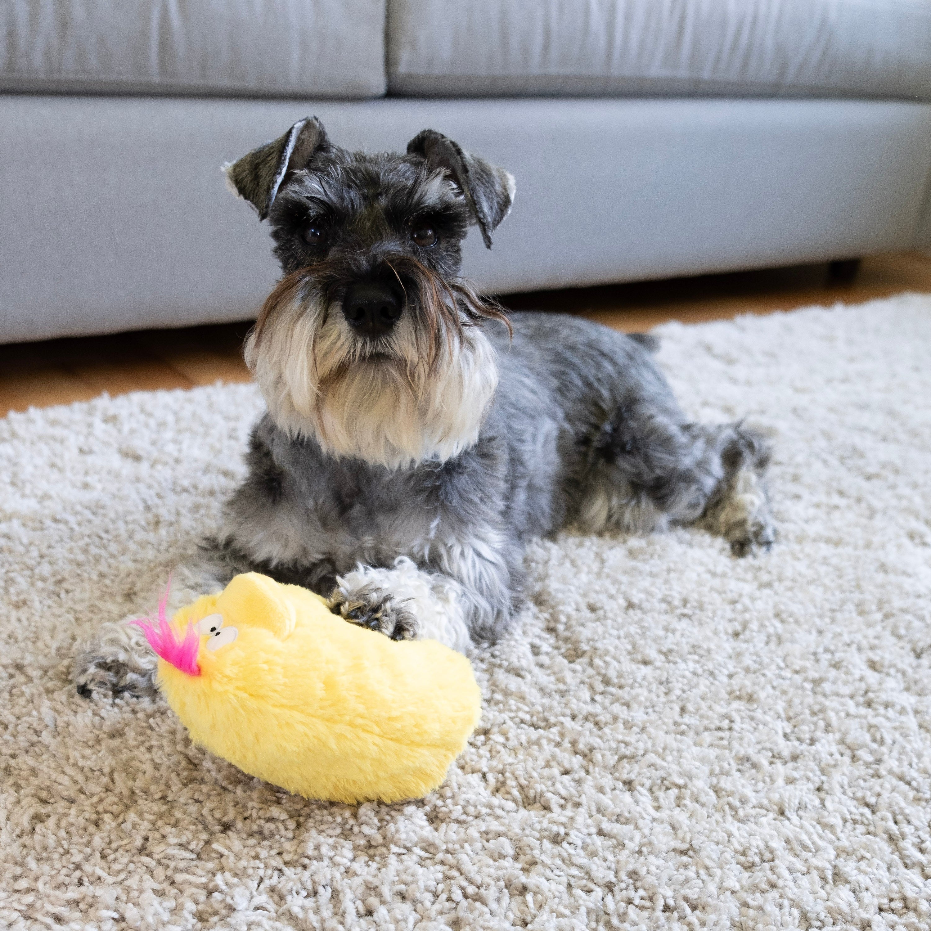 Quacker Jack: Fun Dog Toy Small Duck Grunter by DogGoods