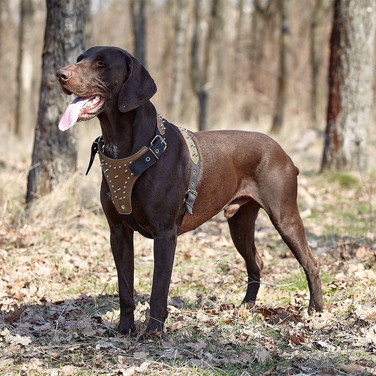 Dogline Leather with Nylon Spiked Dog Harness
