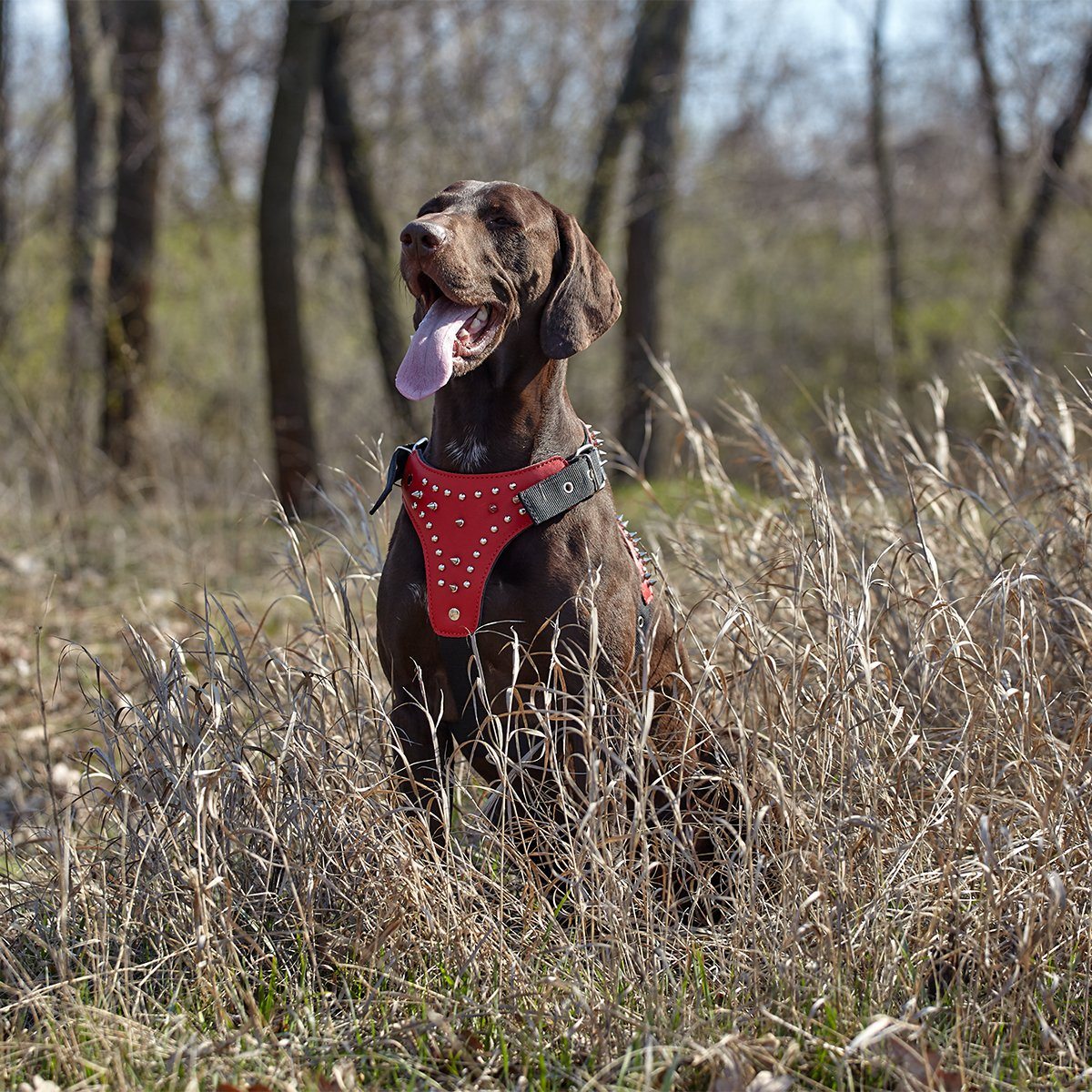 Dogline Leather with Nylon Spiked Dog Harness