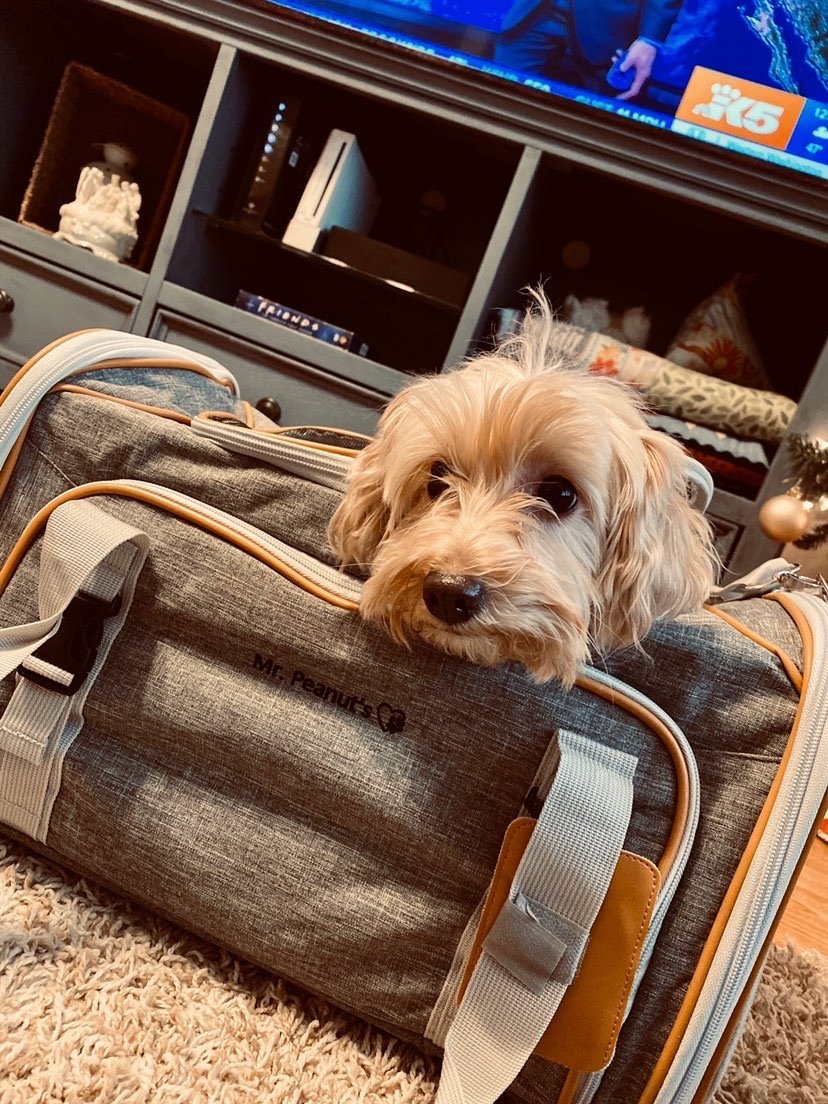Mr. Peanuts Gold Series Standard Size Airline Compliant Expandable Pet Carrier