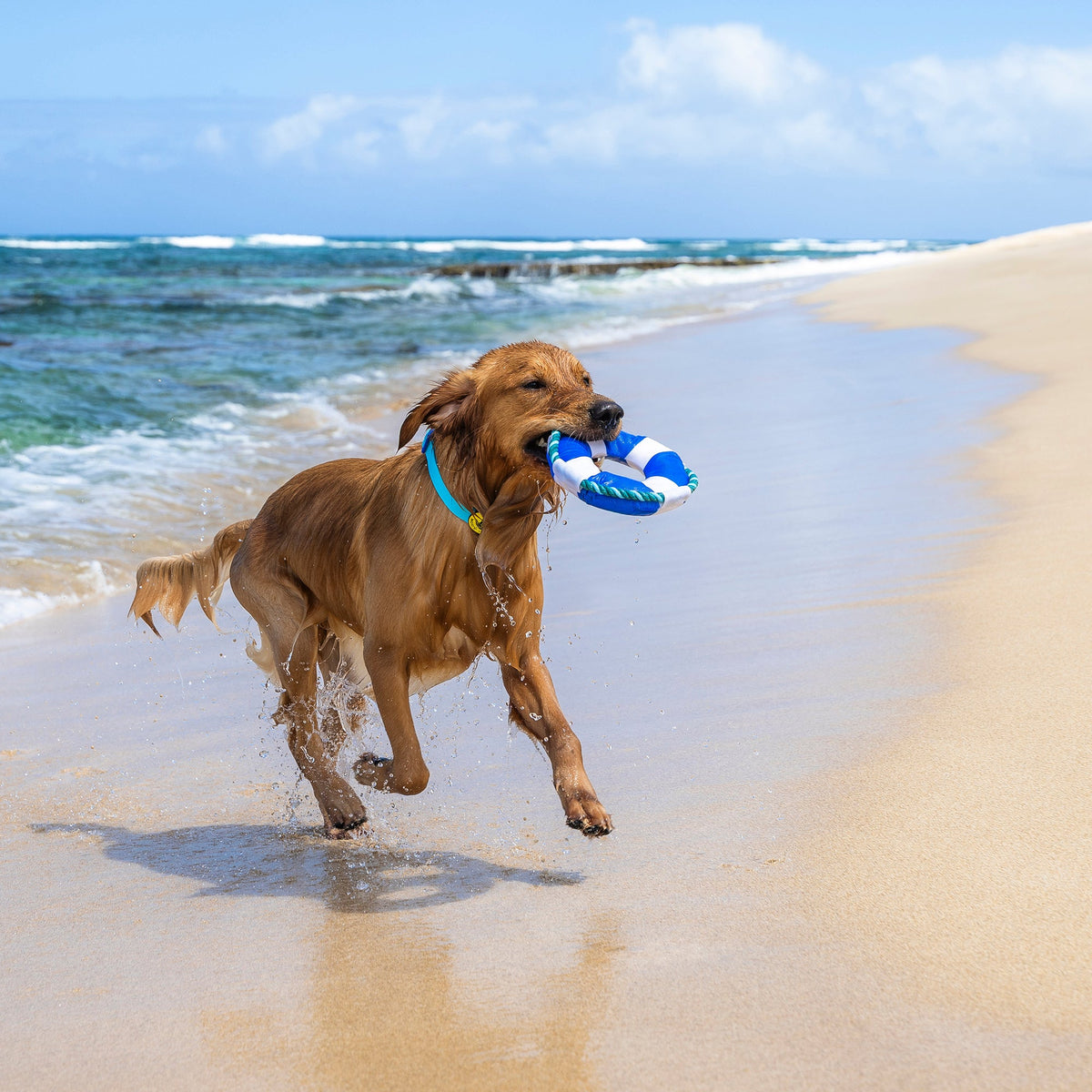 Body Glove Life Ring Dog Toy | HT Animal Supply