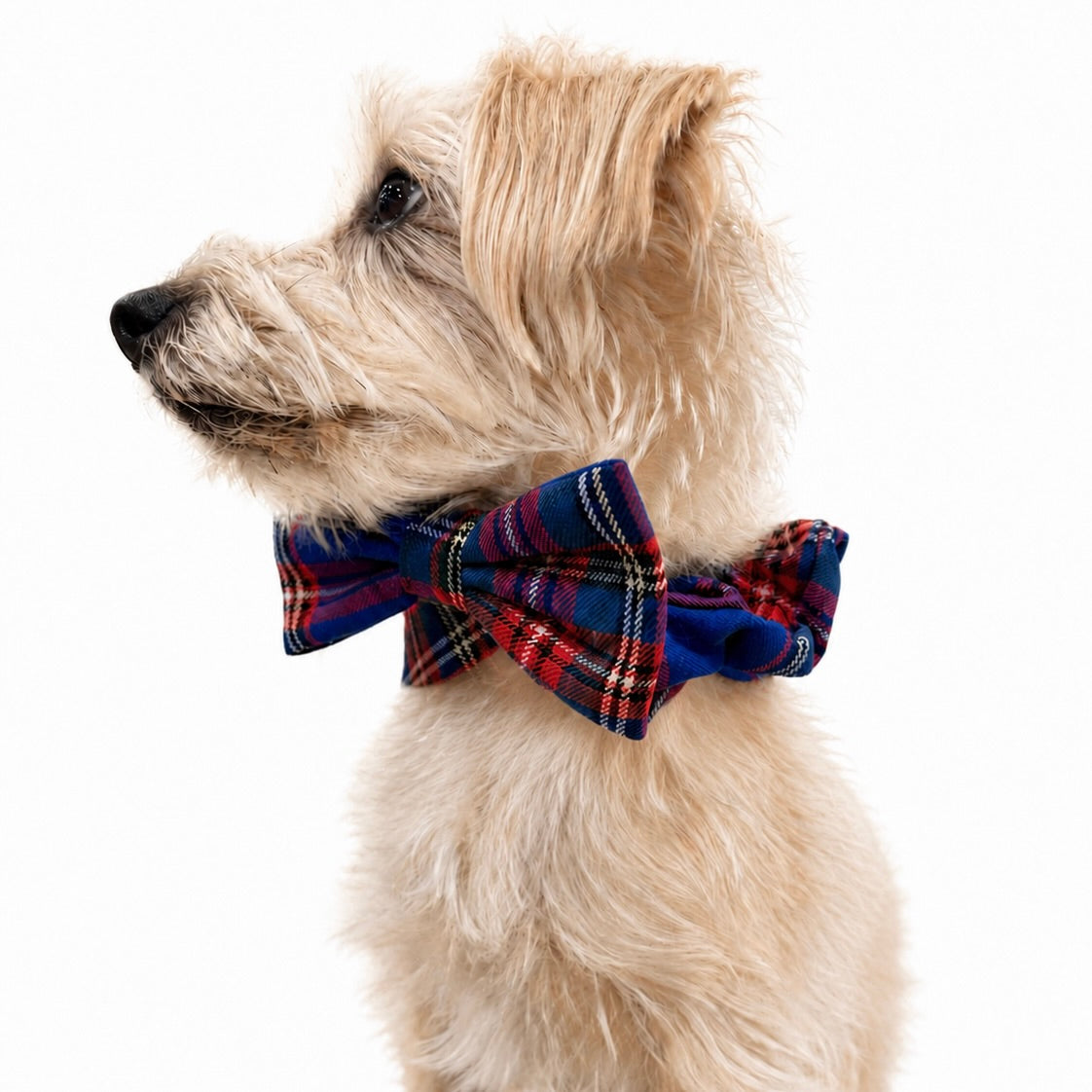 Heads or Tails Pup Bunchie Bow Scrunchie Dog Collar