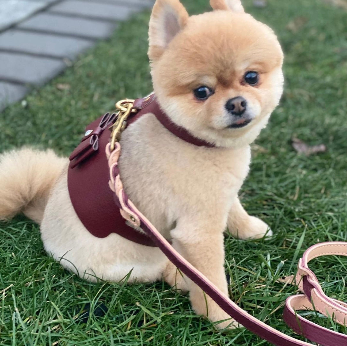 Harness - Luscious Bow
