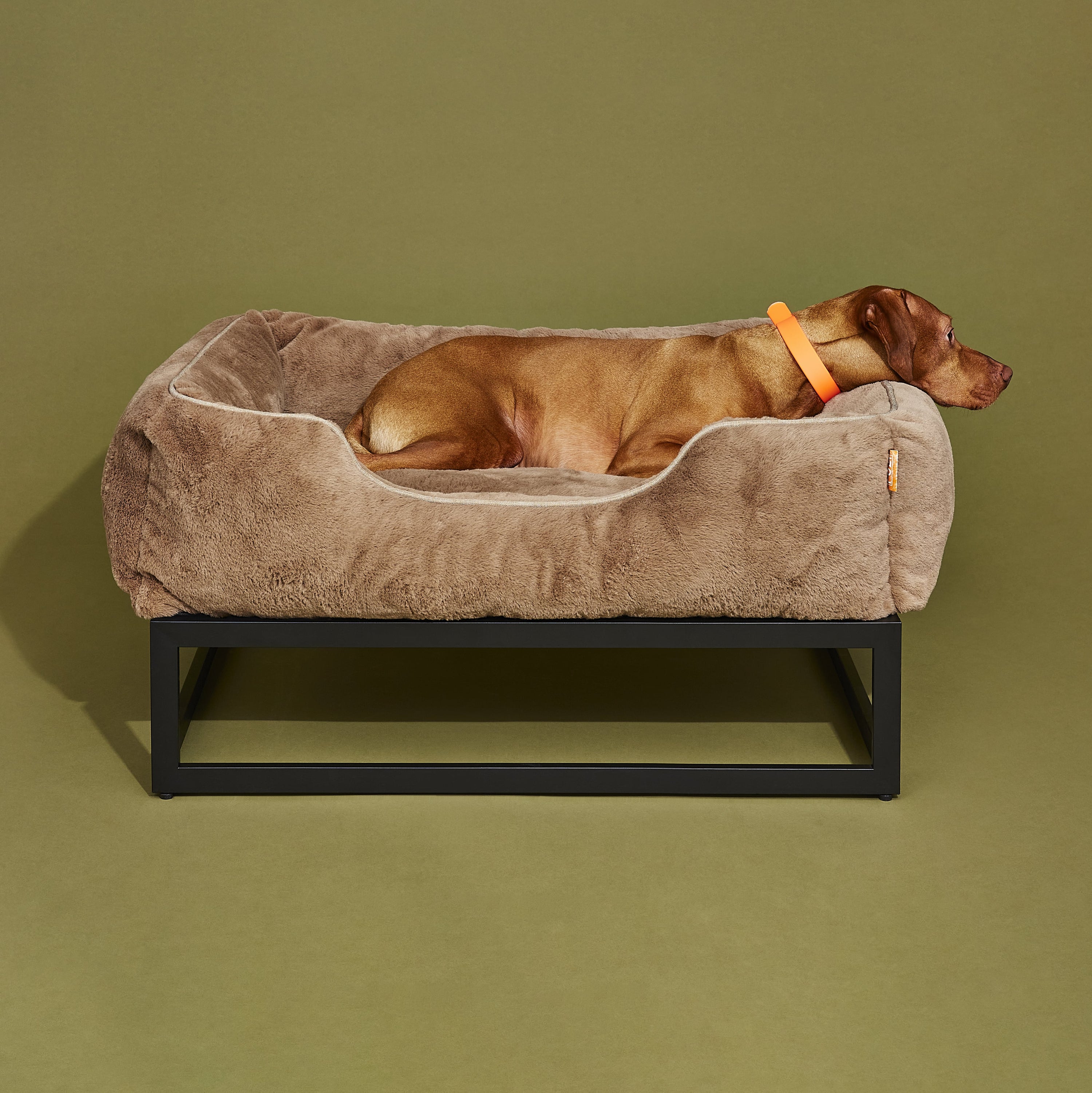 The FUZI Elevated Dog Bed
