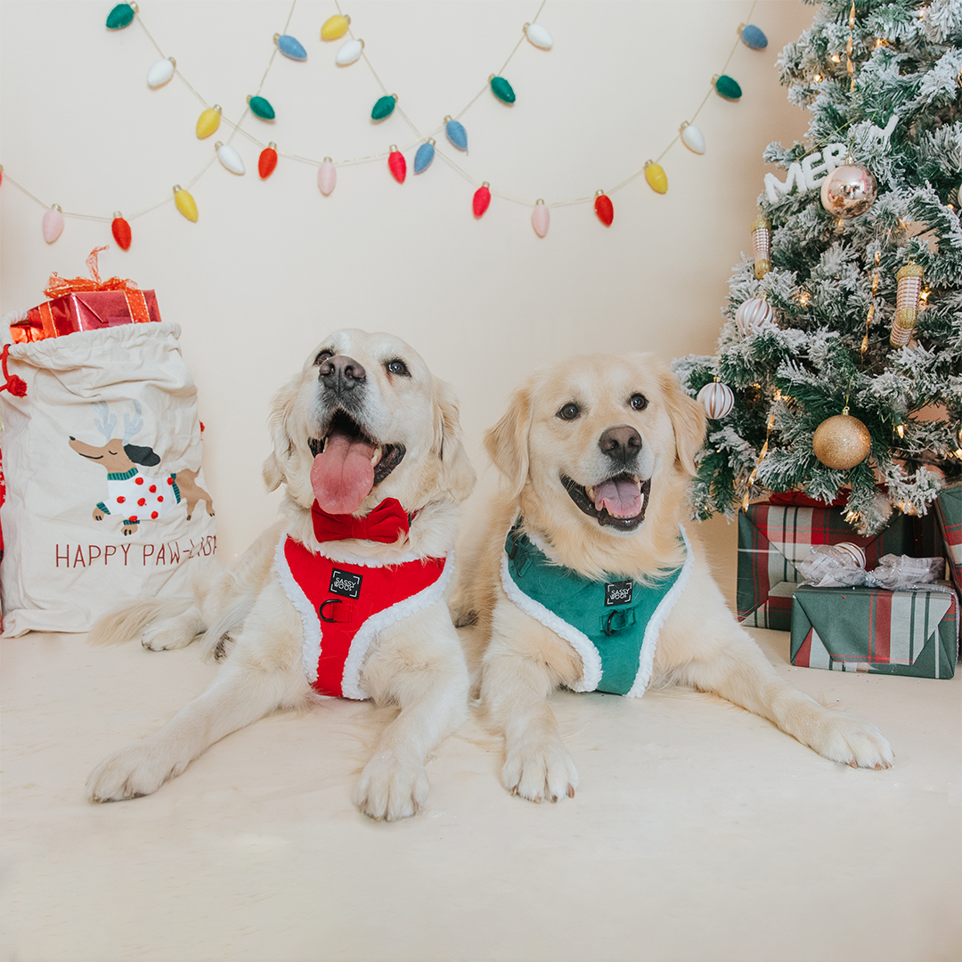 Dog Adjustable Harness - Naughty