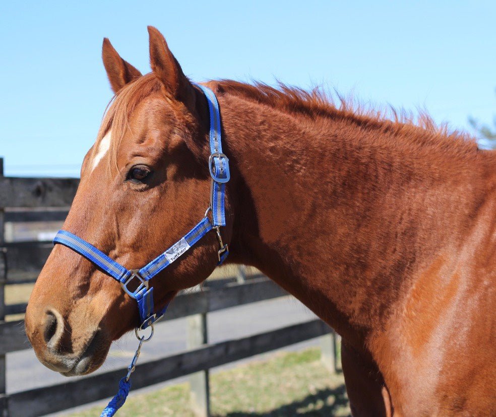 TuffRider Nylon Breakaway Halter & Lead Rope Set