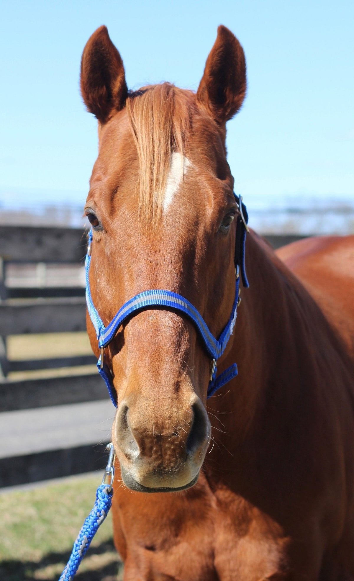 TuffRider Nylon Breakaway Halter & Lead Rope Set