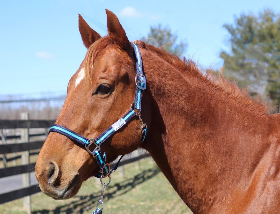 TuffRider Nylon Breakaway Halter & Lead Rope Set