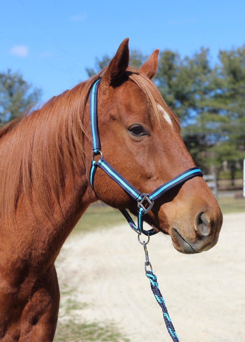 TuffRider Nylon Breakaway Halter & Lead Rope Set