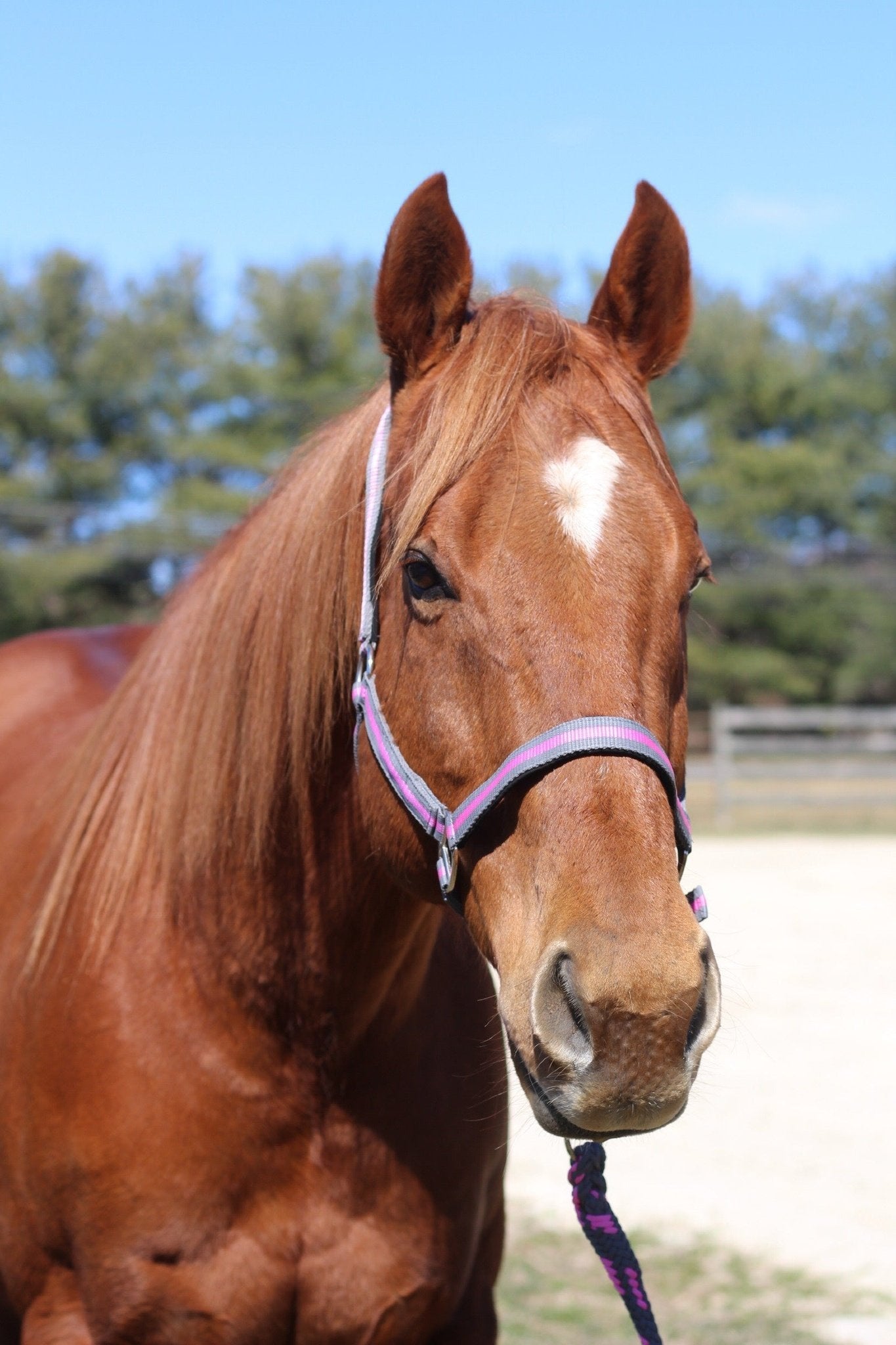 TuffRider Nylon Breakaway Halter & Lead Rope Set