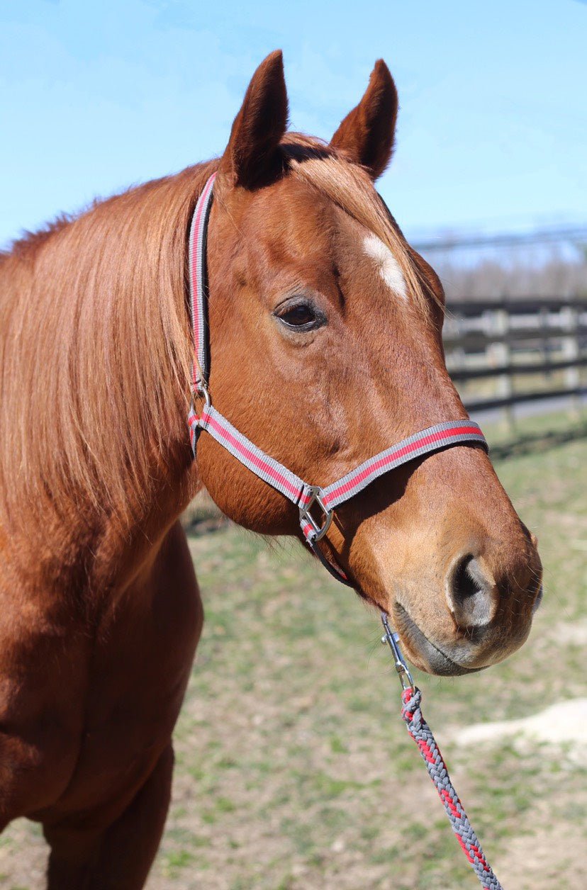 TuffRider Nylon Breakaway Halter & Lead Rope Set