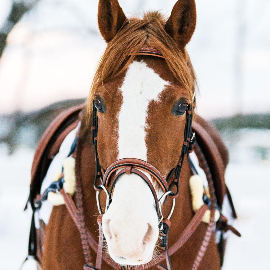 ExionPro Twin Designer Fancy Stitched English Snaffle Bridle with Reins - HT Animal Supply