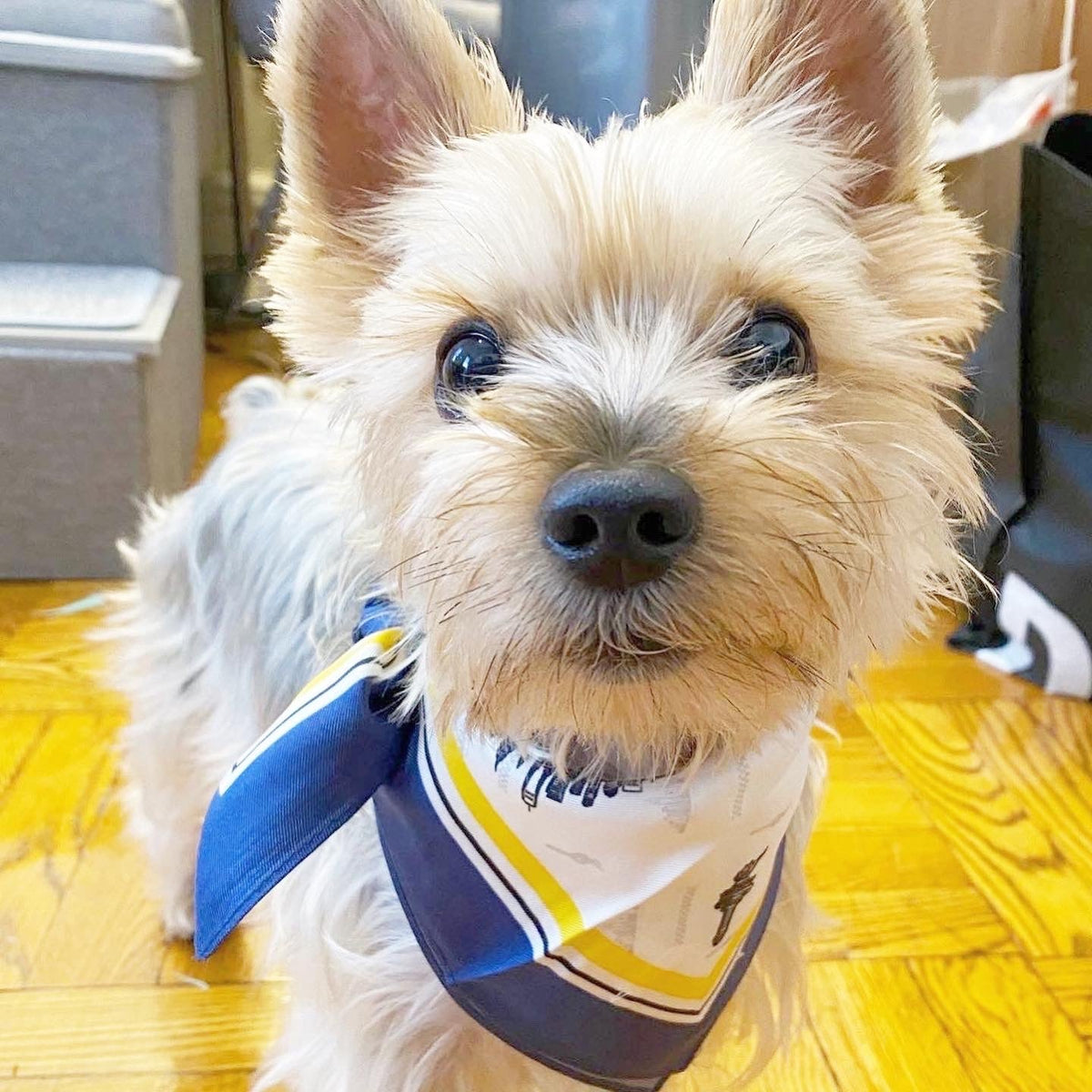 BESPOKE PAWS Erin 100% Silk Twill Dog Scarf, or - Lightweight Comfort Breathable Premium BANDANA