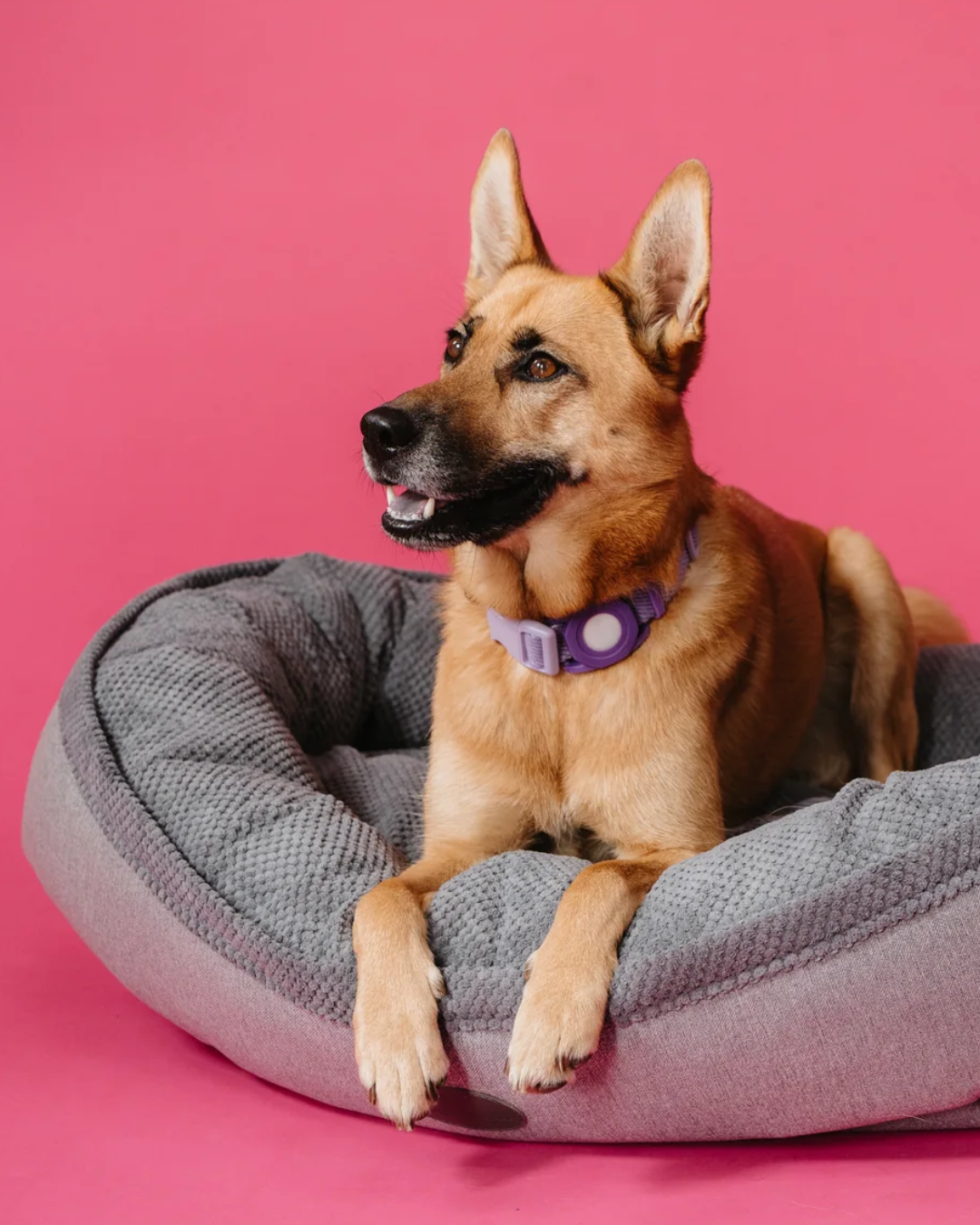 Chester & Lee | Furry Bagel Dog Bed | HT Animal Supply