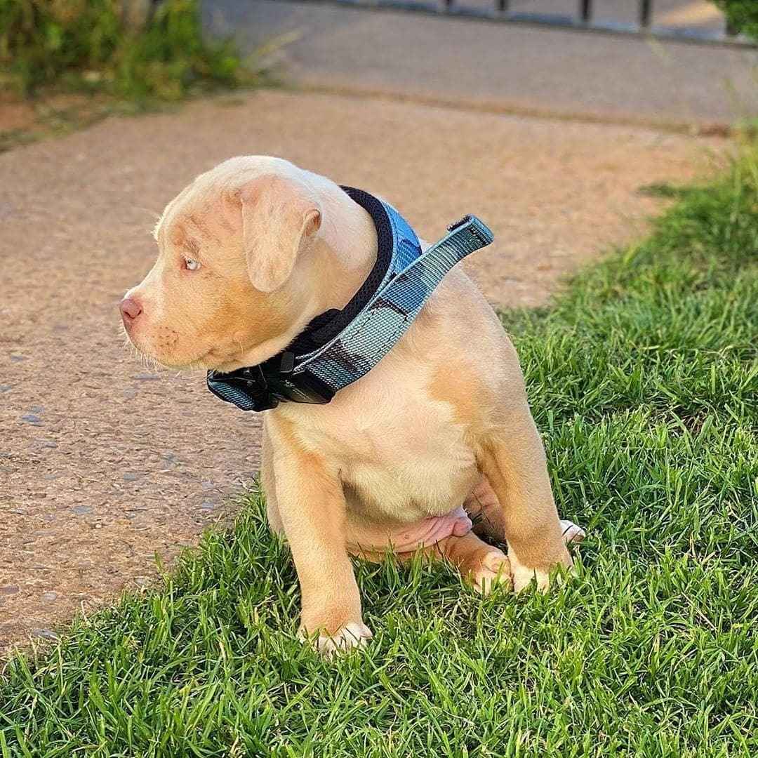Bestia Dog Sport Fast Release Blue Dog Collar