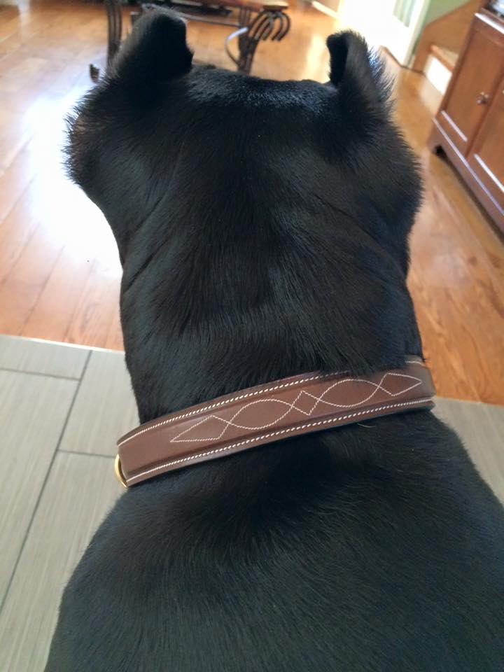 ExionPro Fancy Stitched Padded Leather Dog Collar - Brown Padding