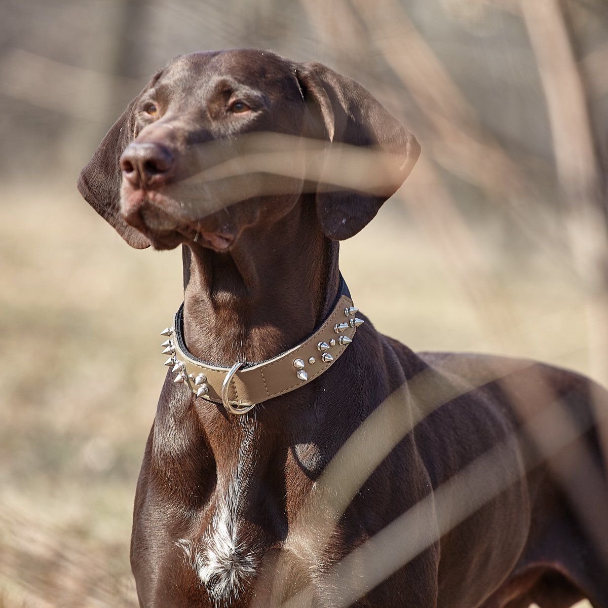 Dogline Leather with Nylon Spiked Dog Collar