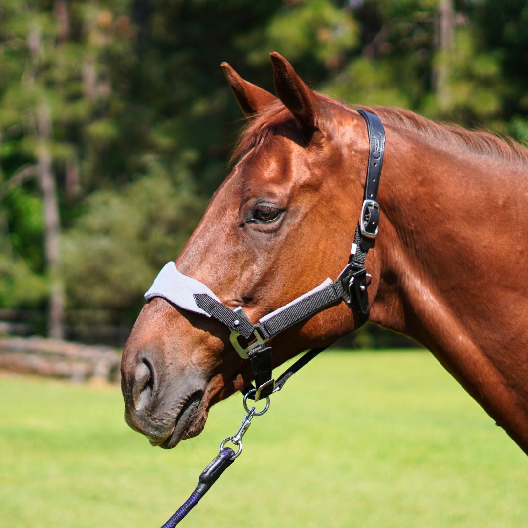 Magna Halter in Black with Fleece Noseband and Leather Breakaway