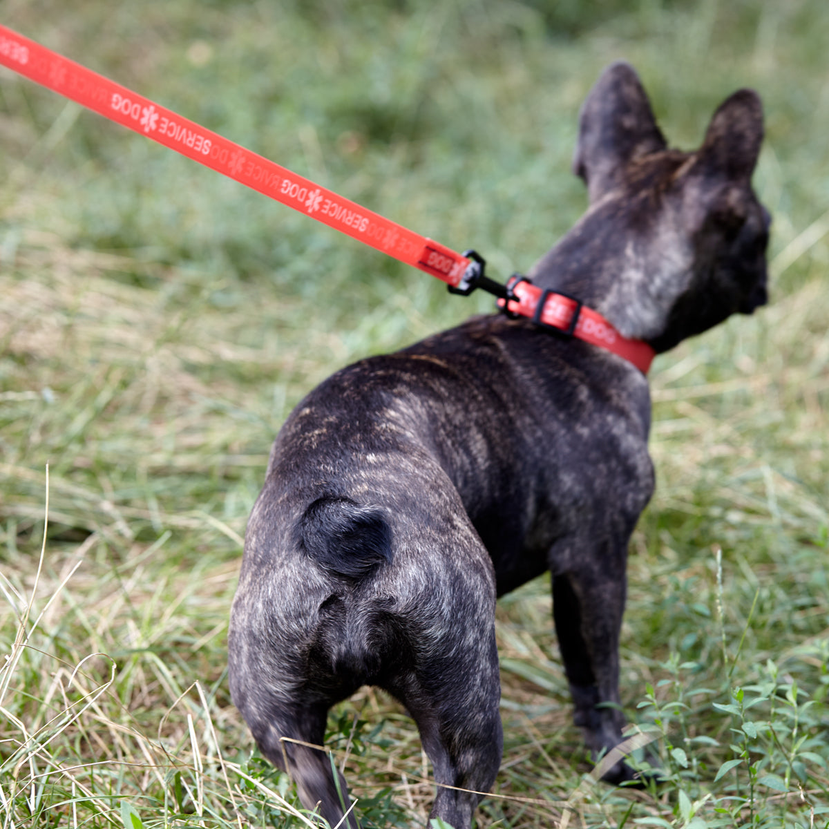 Dogline BioThane Service Dog Collar Or Leash