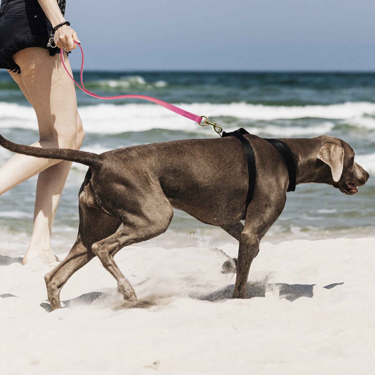 Viper BioThane Traffic Dog Lead - Brass Hardware