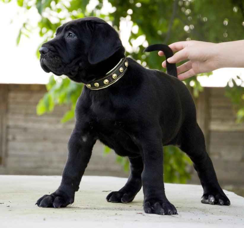 Bestia Maxi Leather Dog Collar