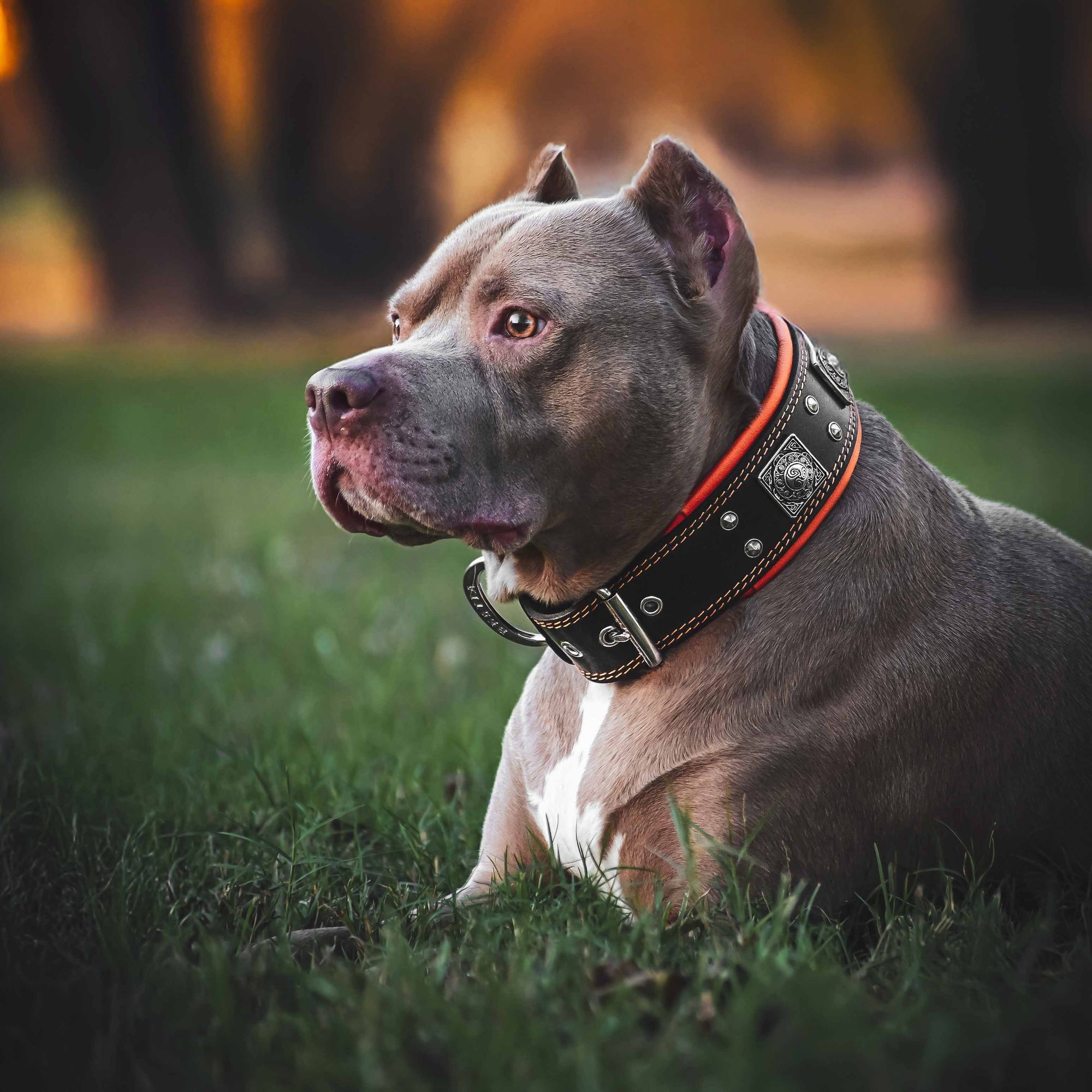Bestia Eros 2.5-Inch Wide Black & Orange Leather Dog Collar