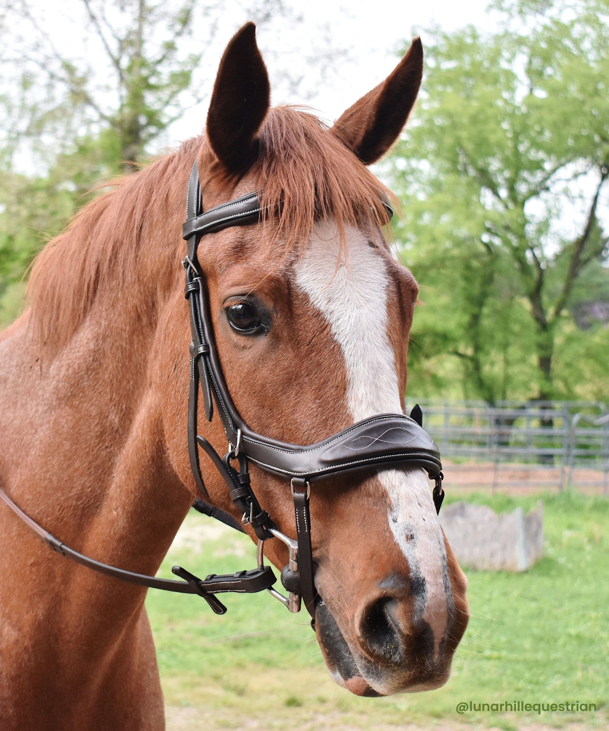 ExionPro Anti-Pressure Anatomic Jumping Raised Padded Fancy Wave Stitched Bridle