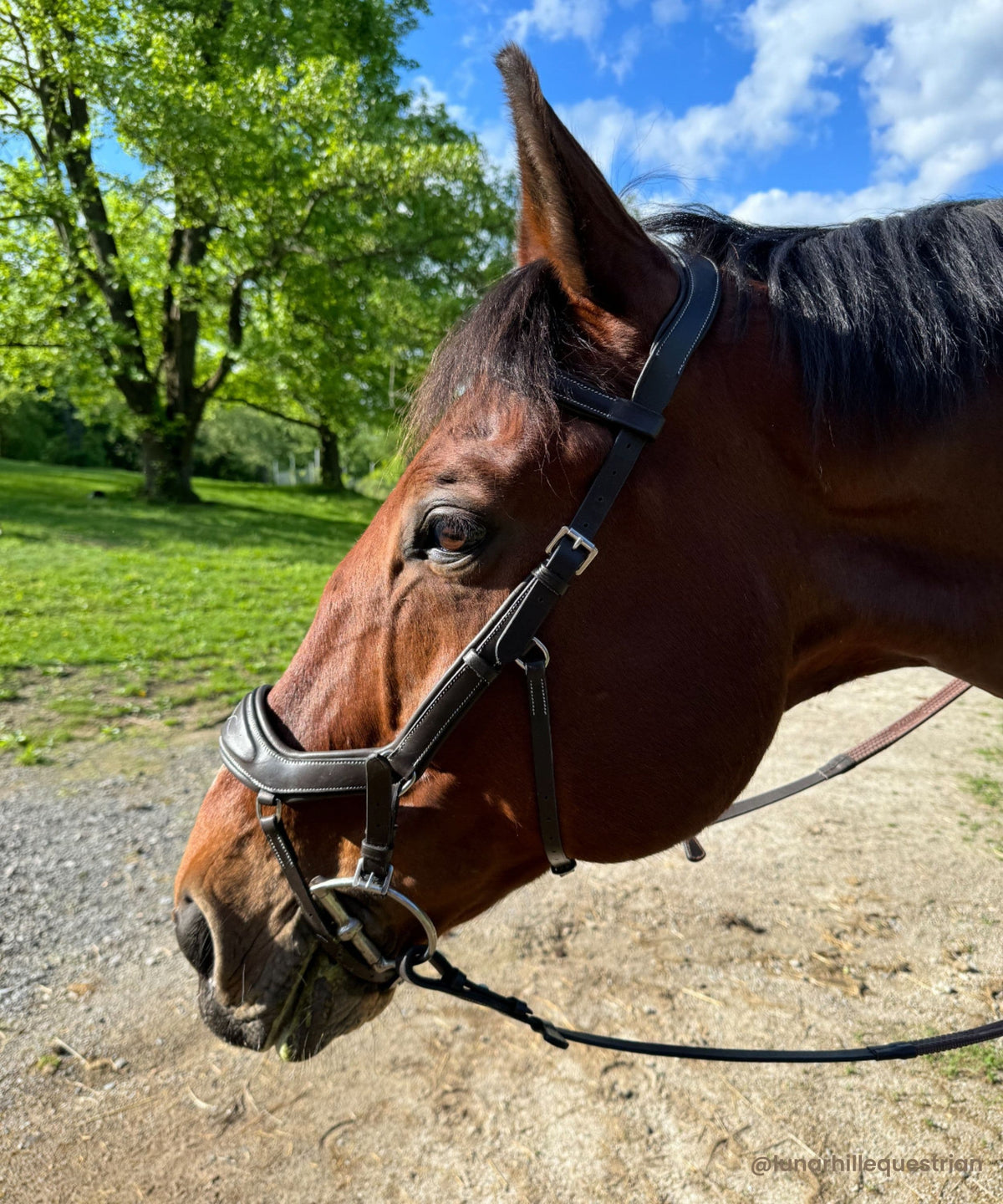 ExionPro Anti-Pressure Anatomic Jumping Raised Padded Fancy Wave Stitched Bridle