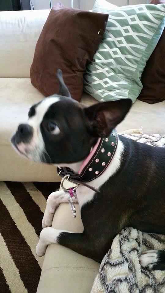 Bestia Diamond Leather Dog Collar
