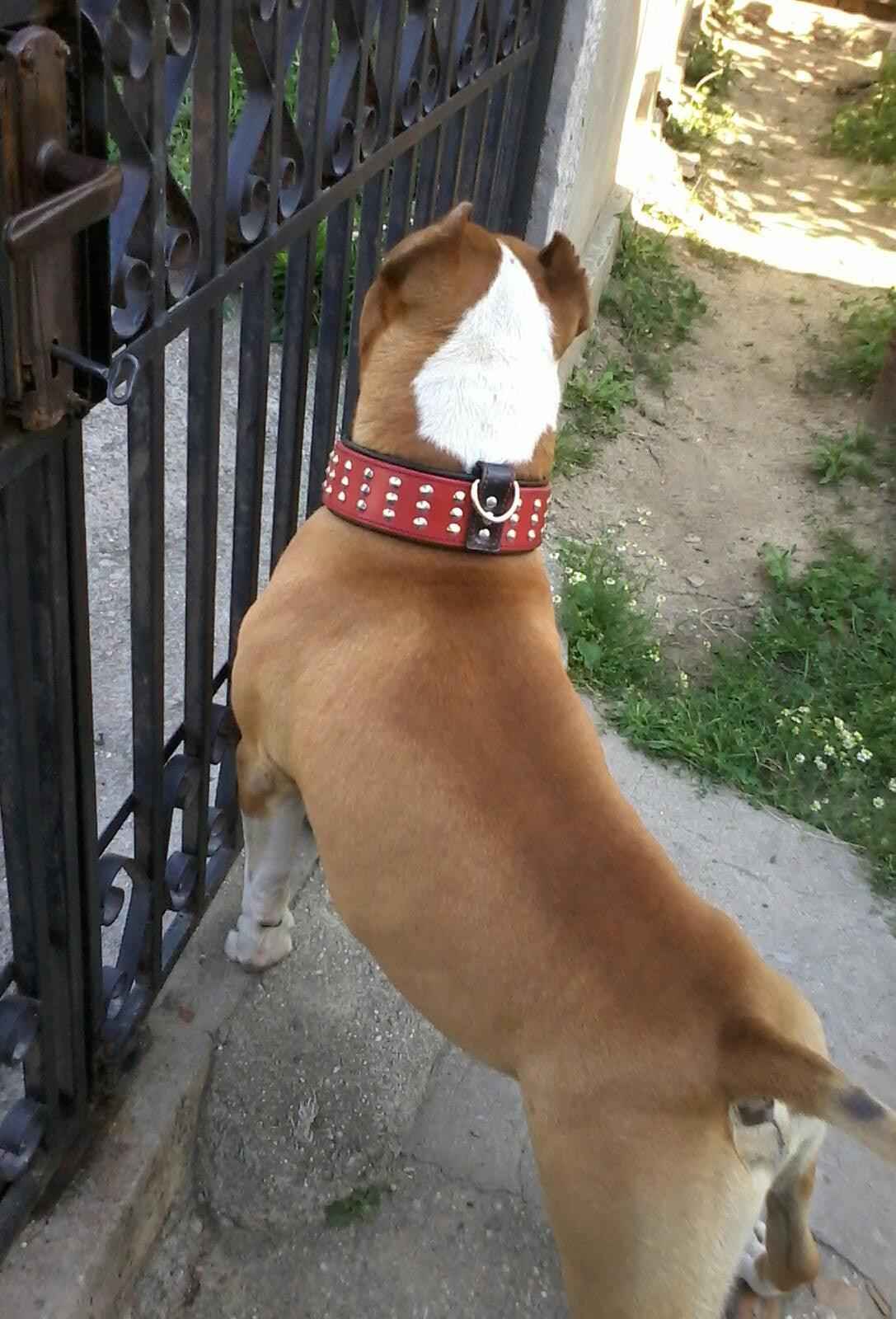 Bestia Star Leather Dog Collar & Leash Set