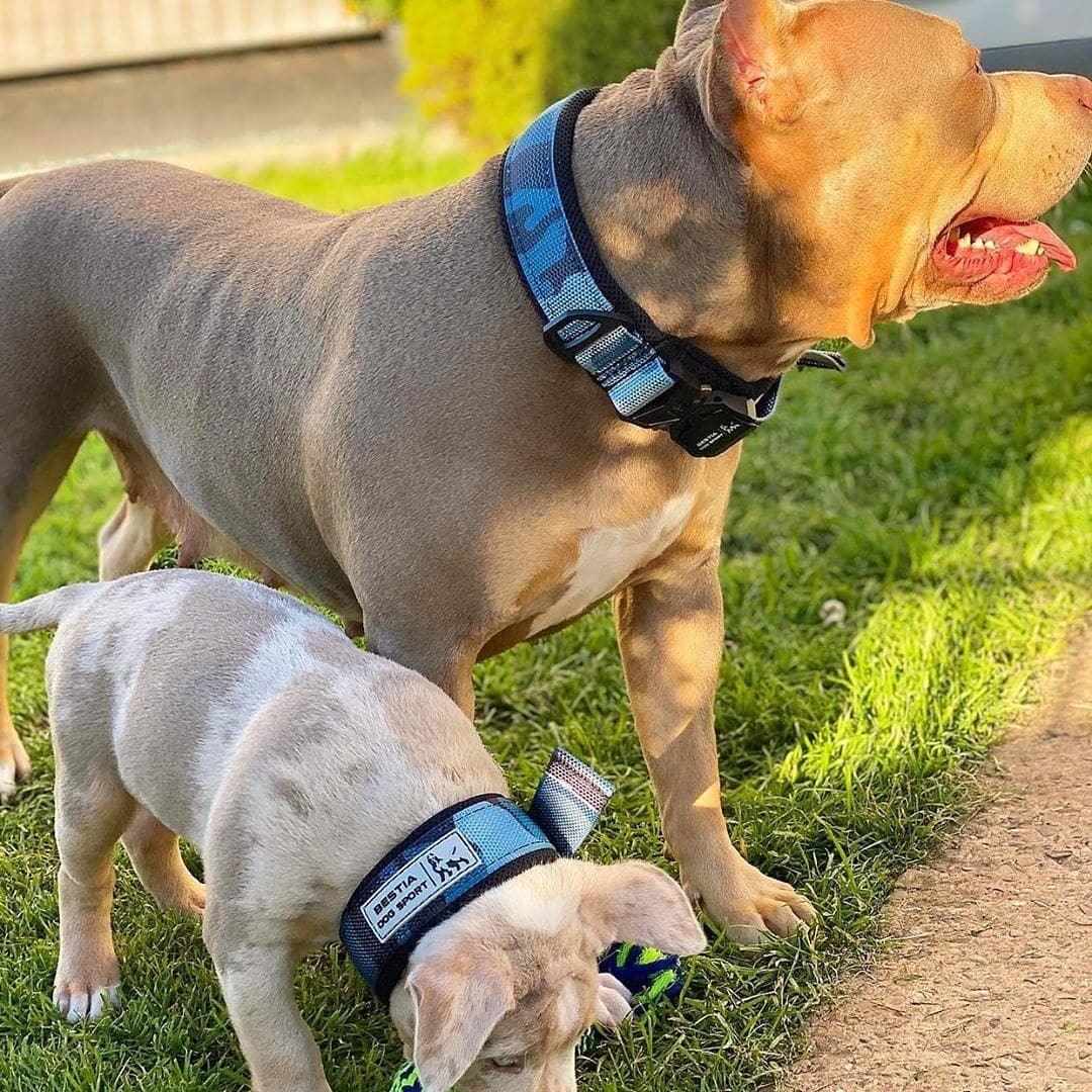 Bestia Dog Sport Fast Release Blue Dog Collar